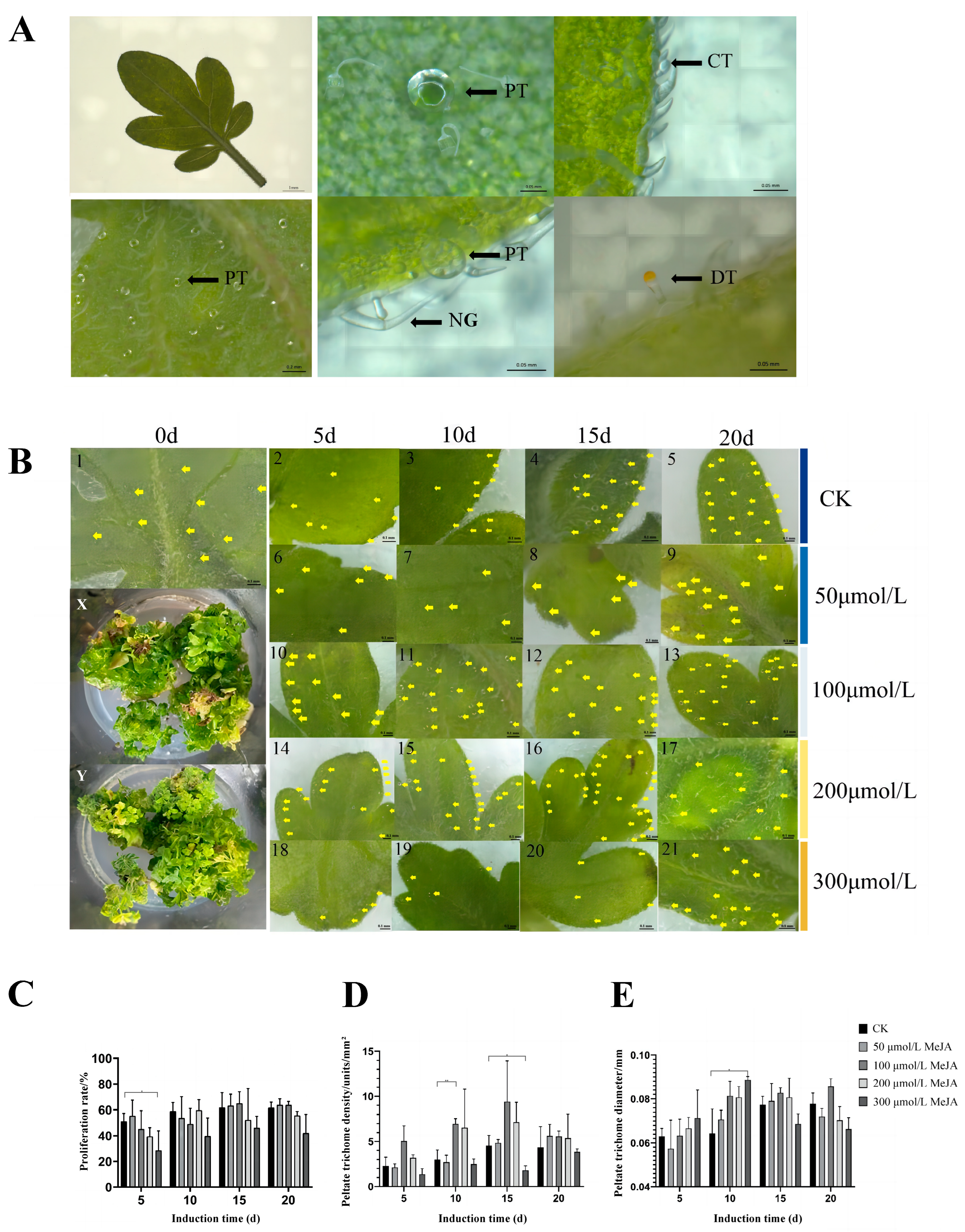 Plants 13 01920 g002