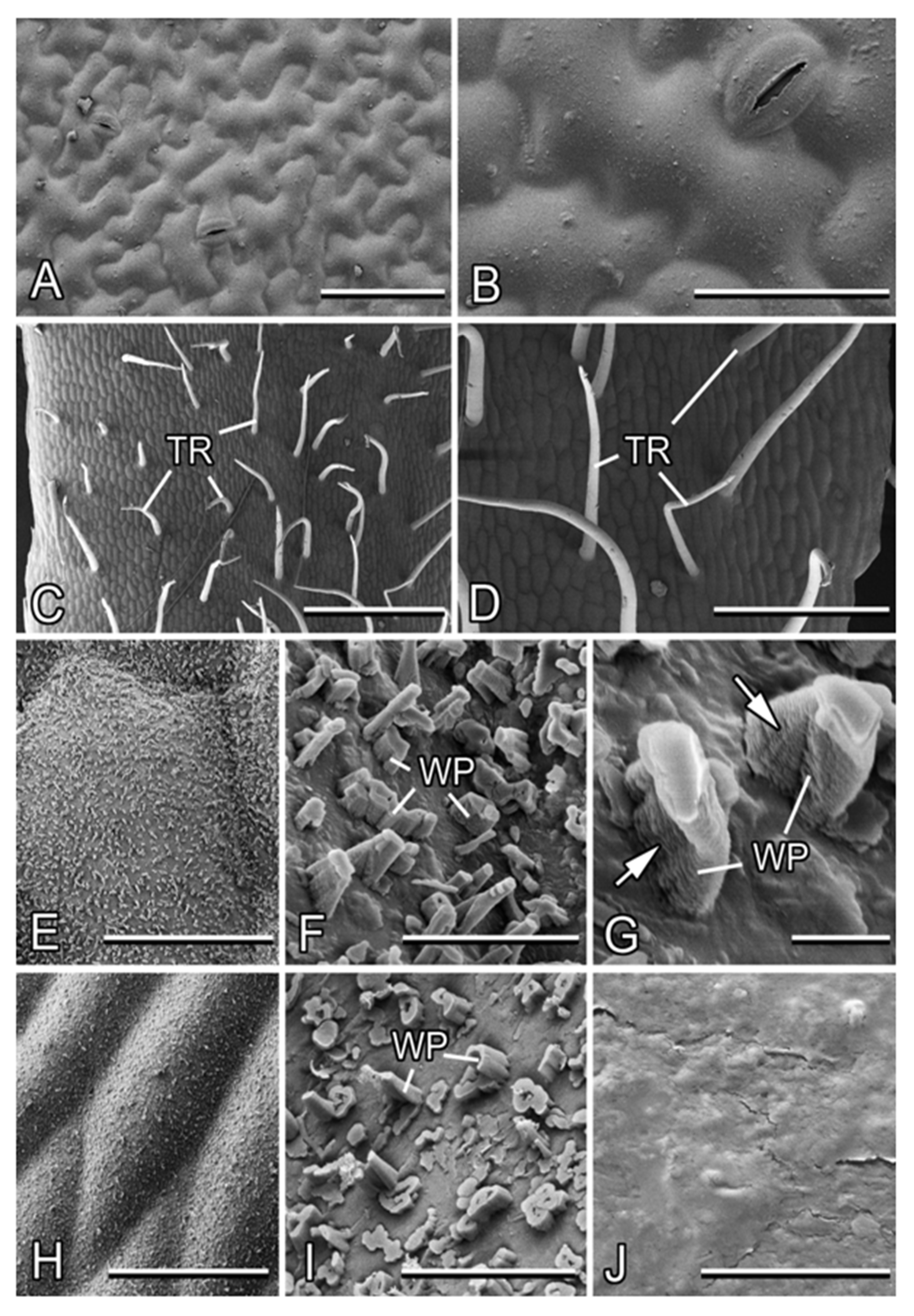 Plants 13 01932 g003 Plants 13 01932 g003