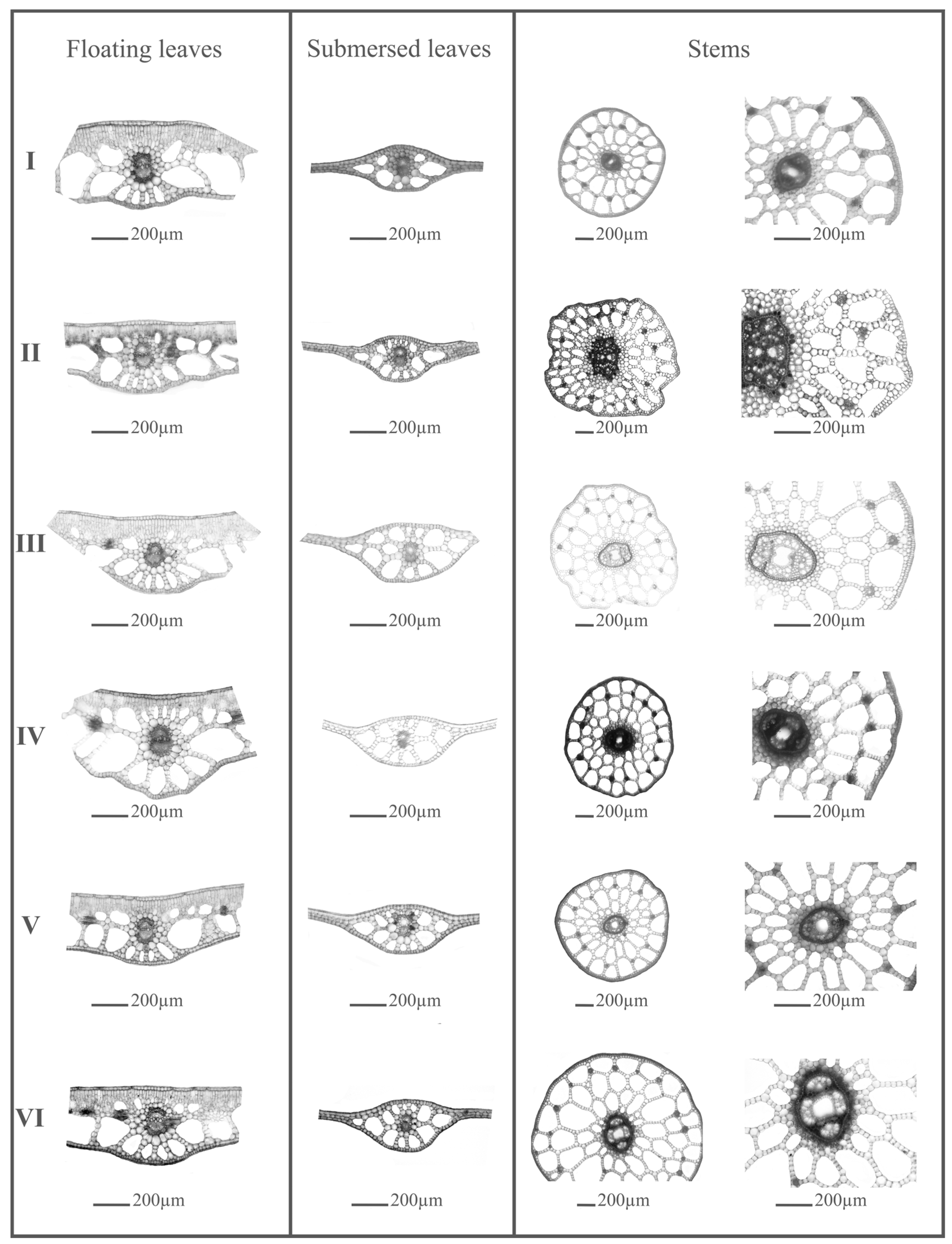 Plants 13 01937 g001 Plants 13 01937 g001