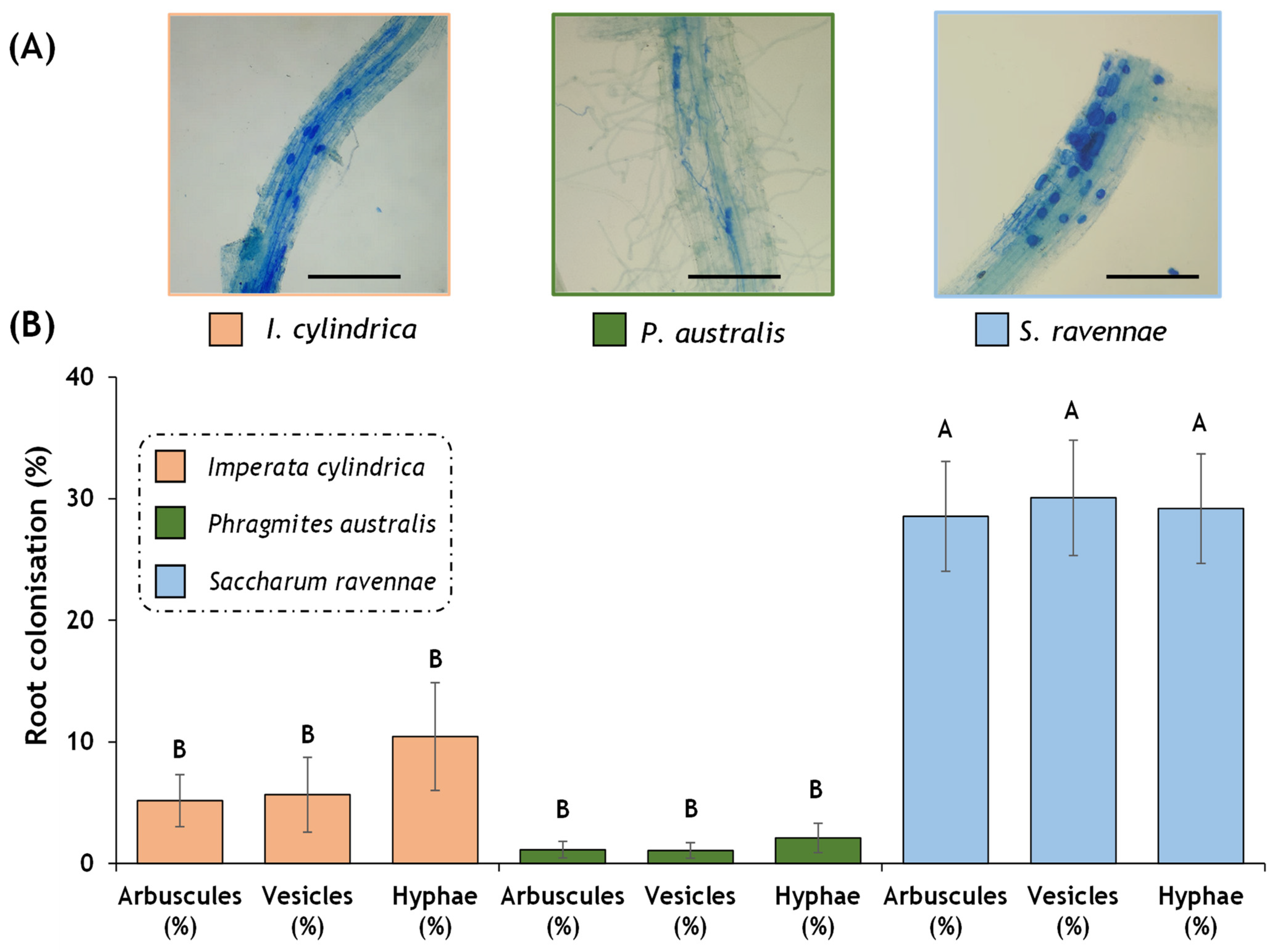 Plants 13 01939 g005