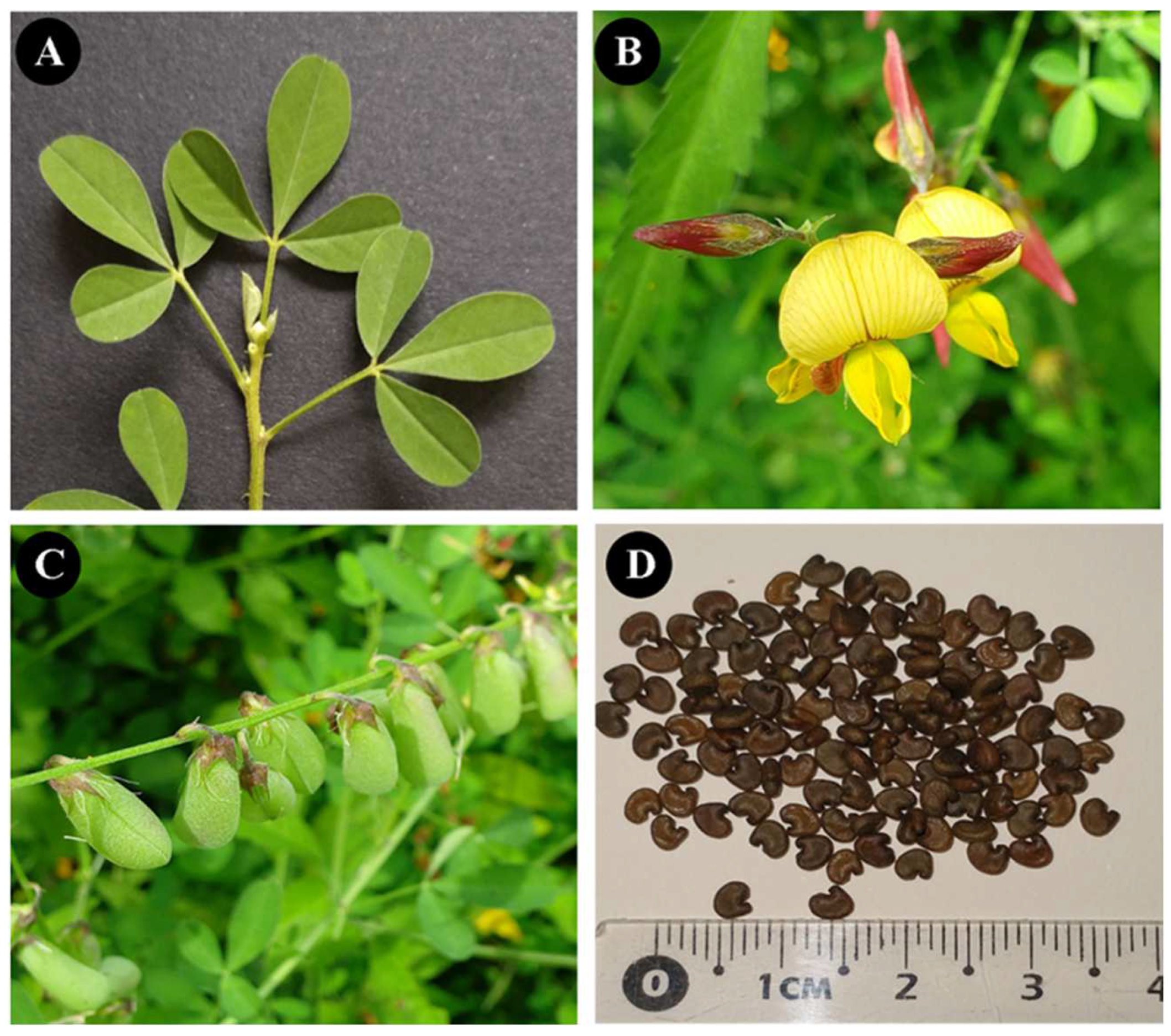 Plants 13 01947 g002