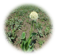 Plants 13 01949 i001