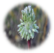 Plants 13 01949 i002