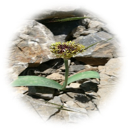 Plants 13 01949 i003