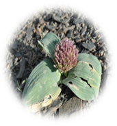 Plants 13 01949 i004