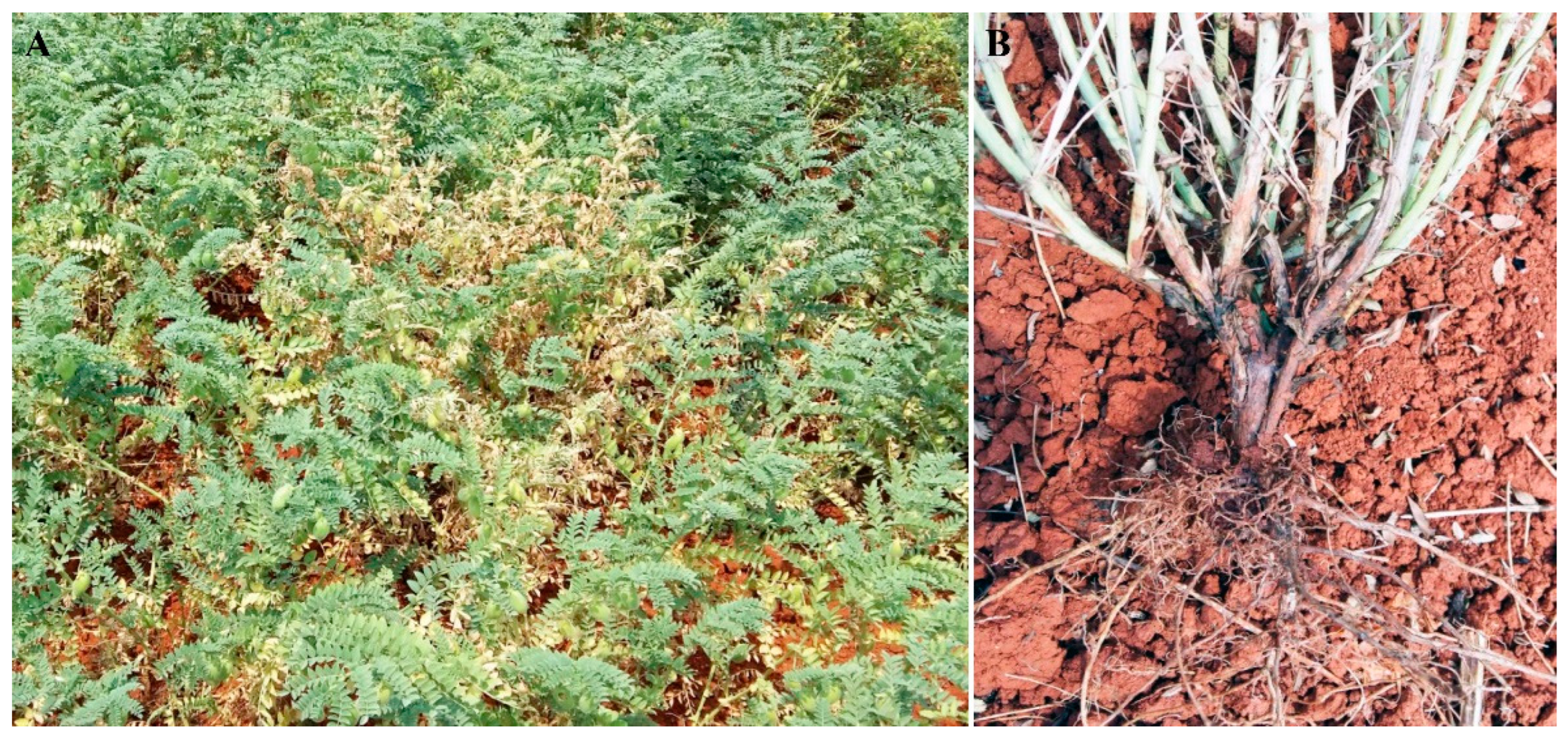 Plants 13 01950 g001