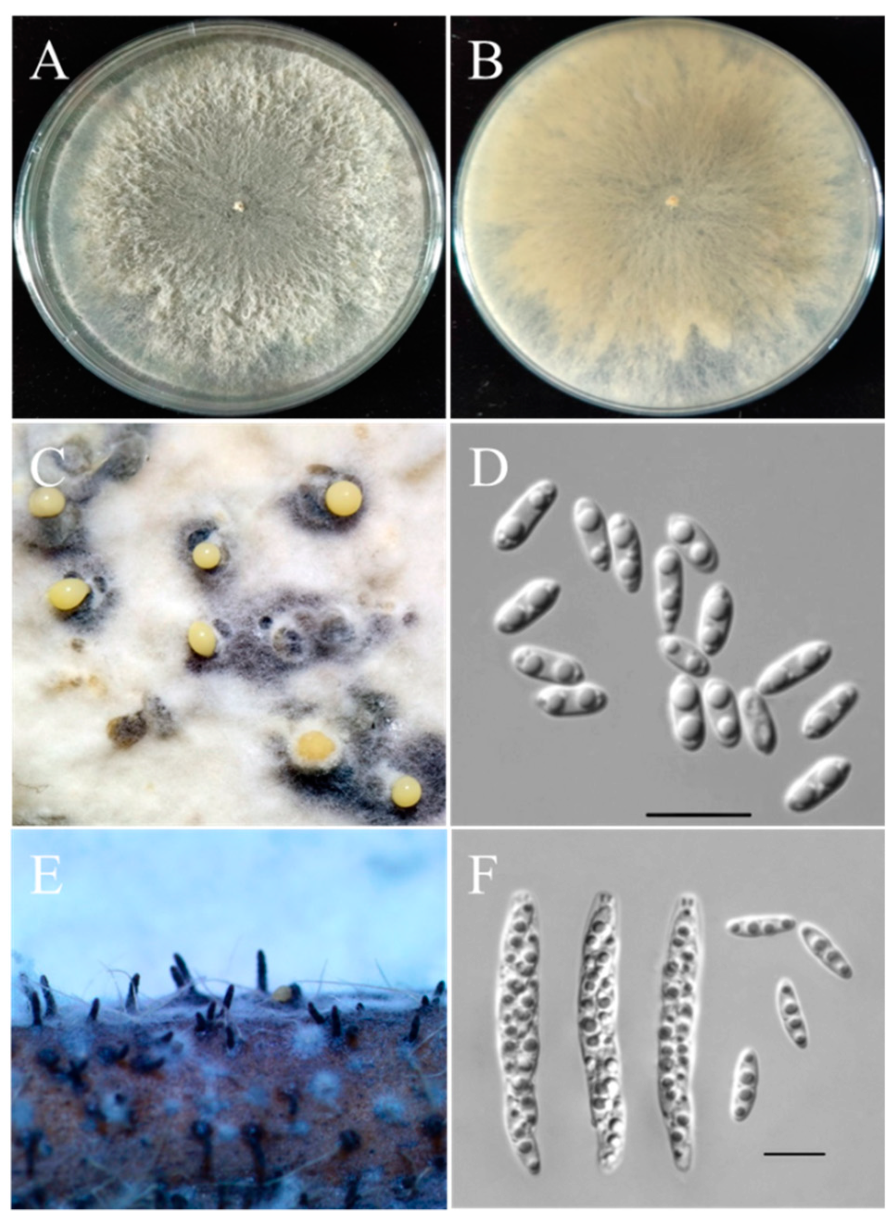 Plants 13 01950 g002