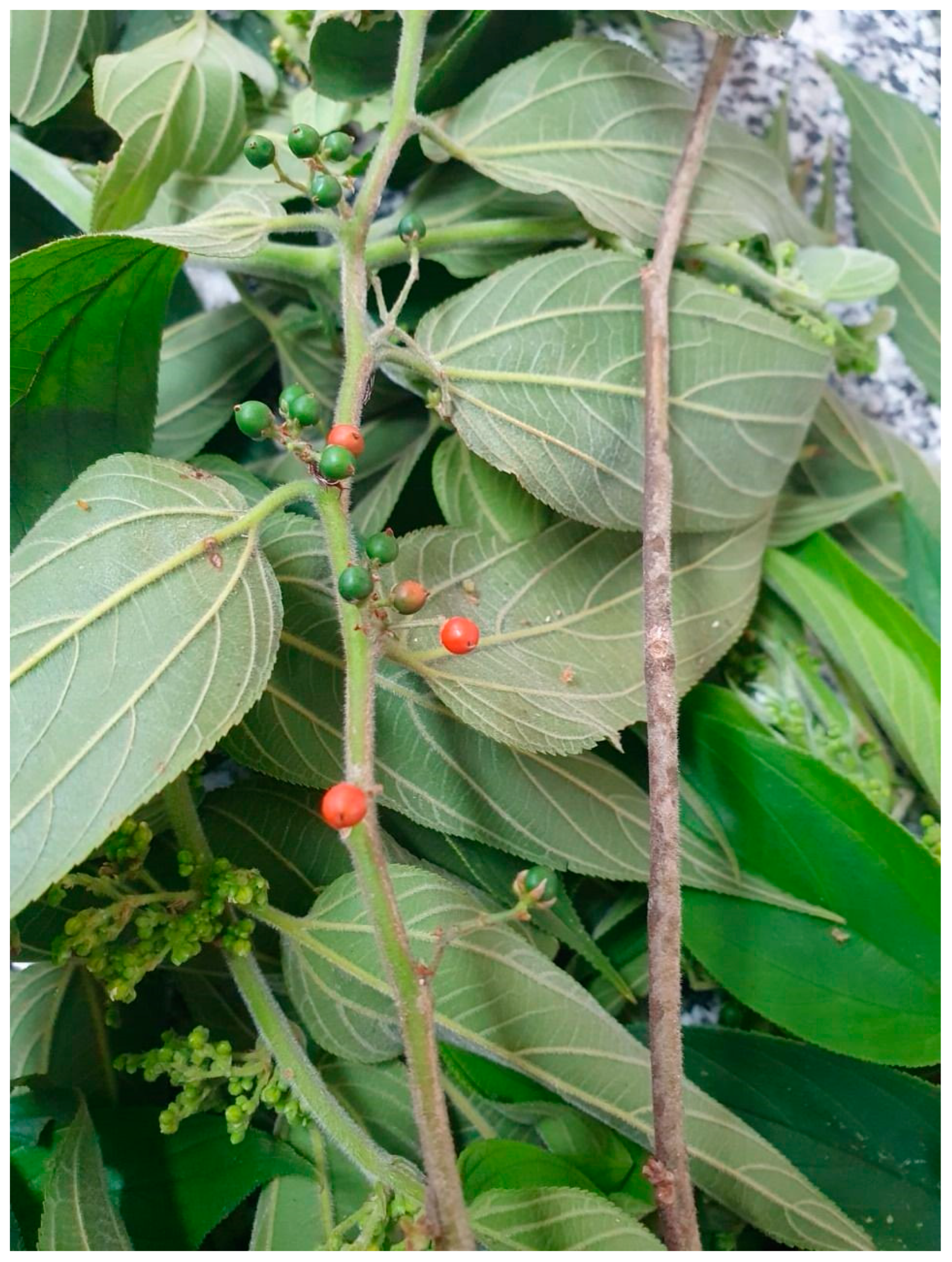 Plants 13 01951 g001