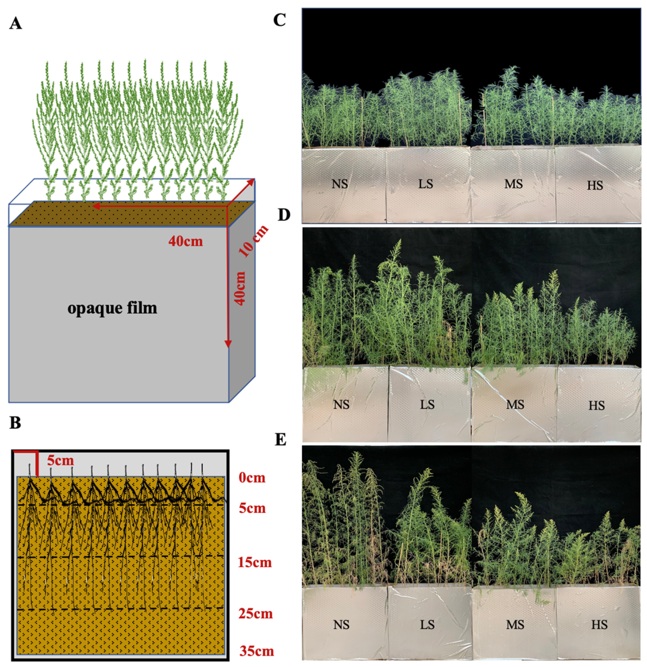 Plants 13 01954 g008