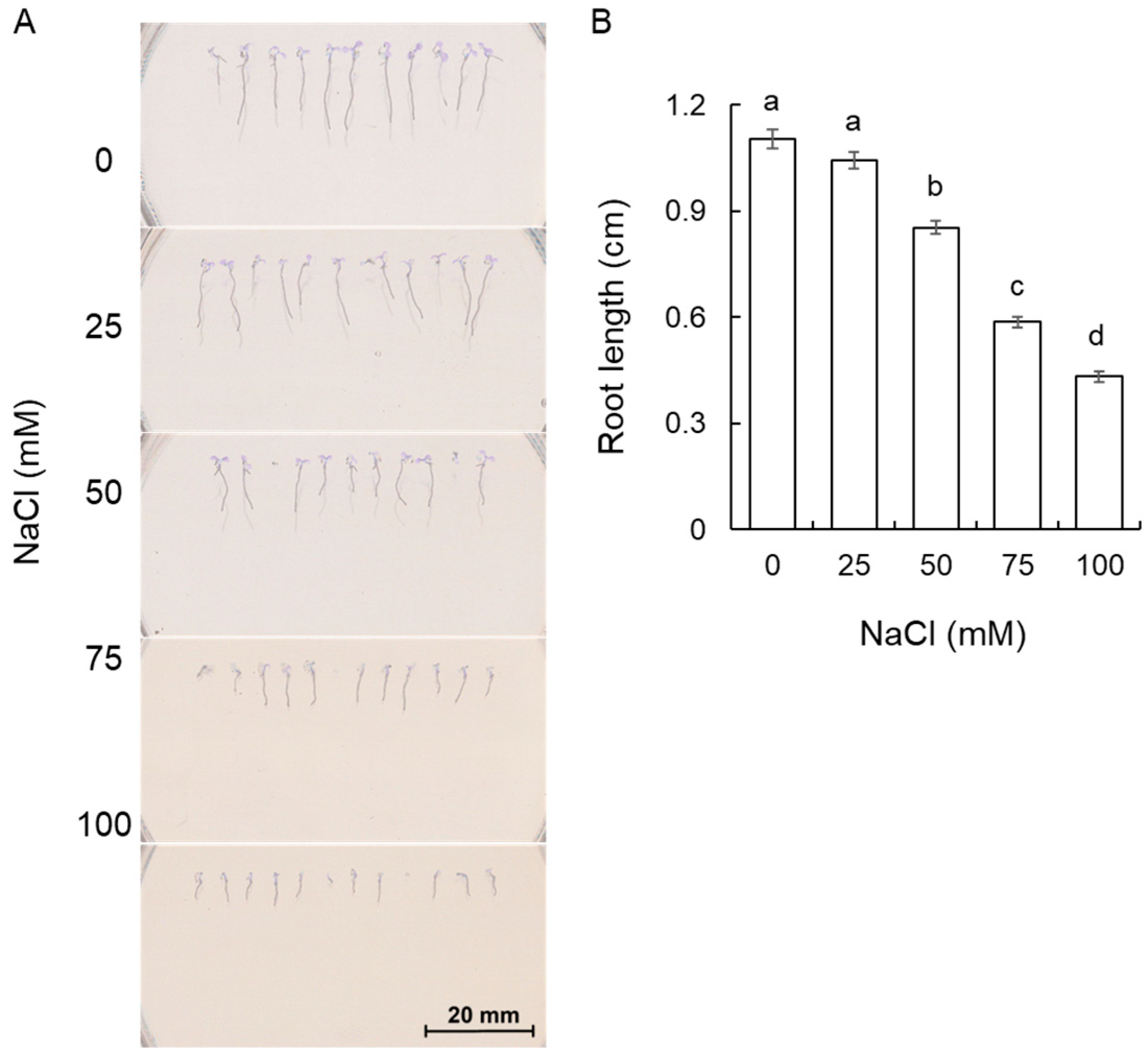 Plants 13 01960 g001