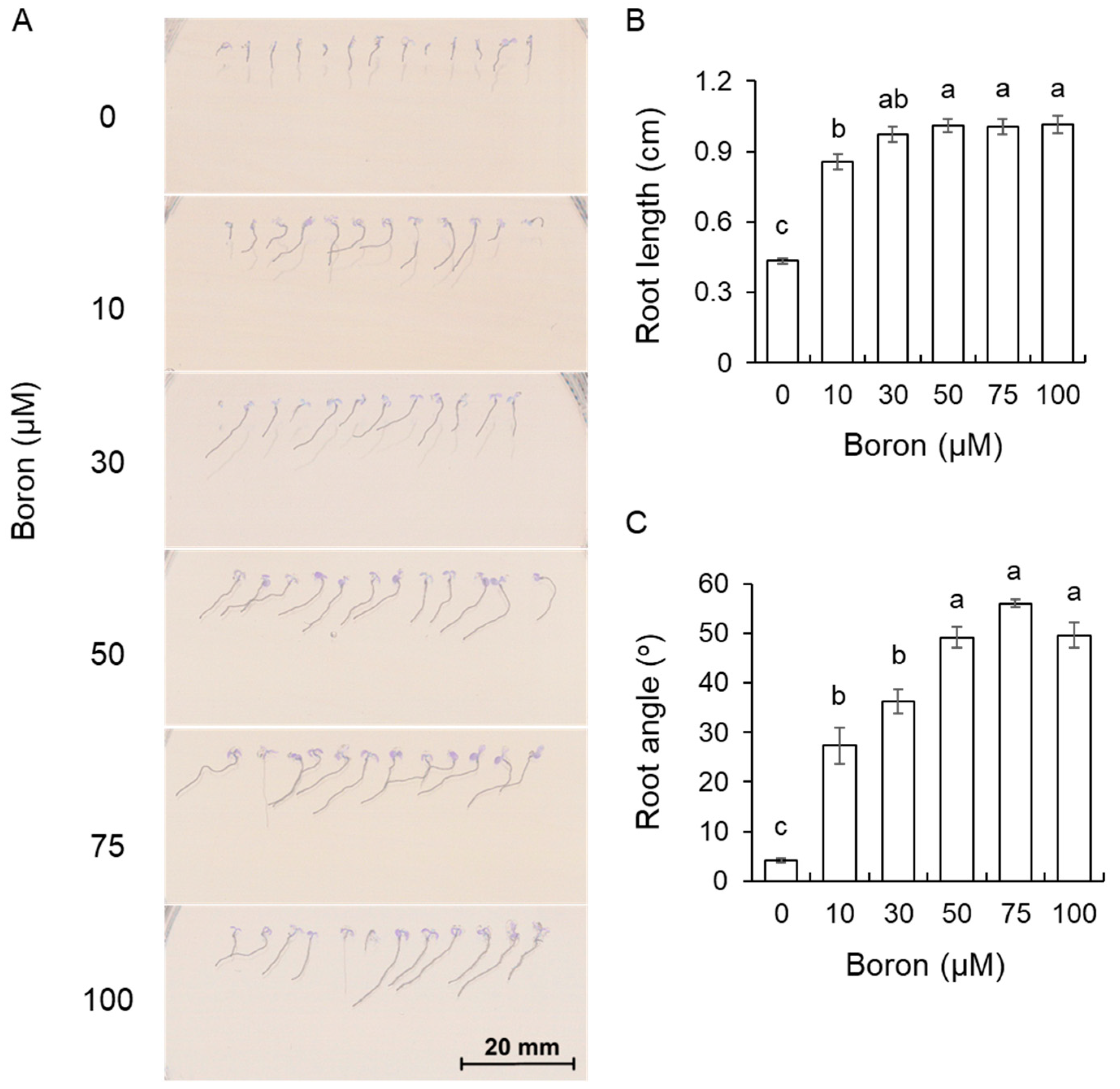 Plants 13 01960 g002