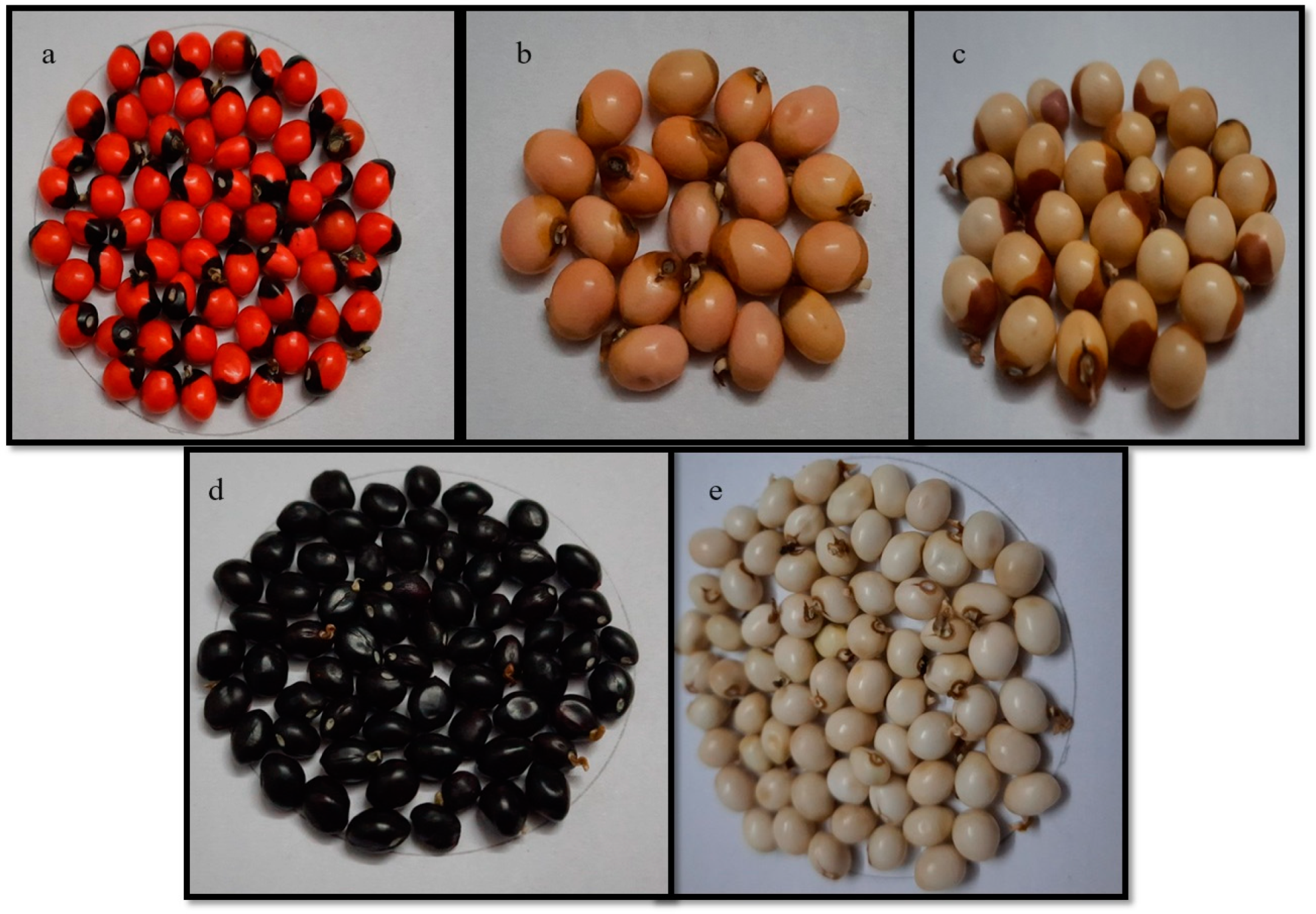 Plants 13 01963 g007