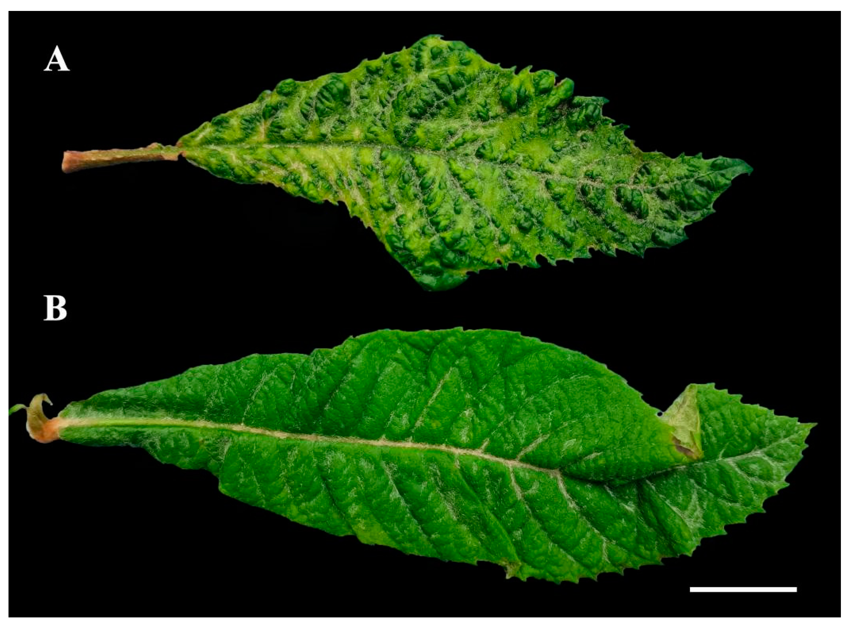 Plants 13 01965 g001