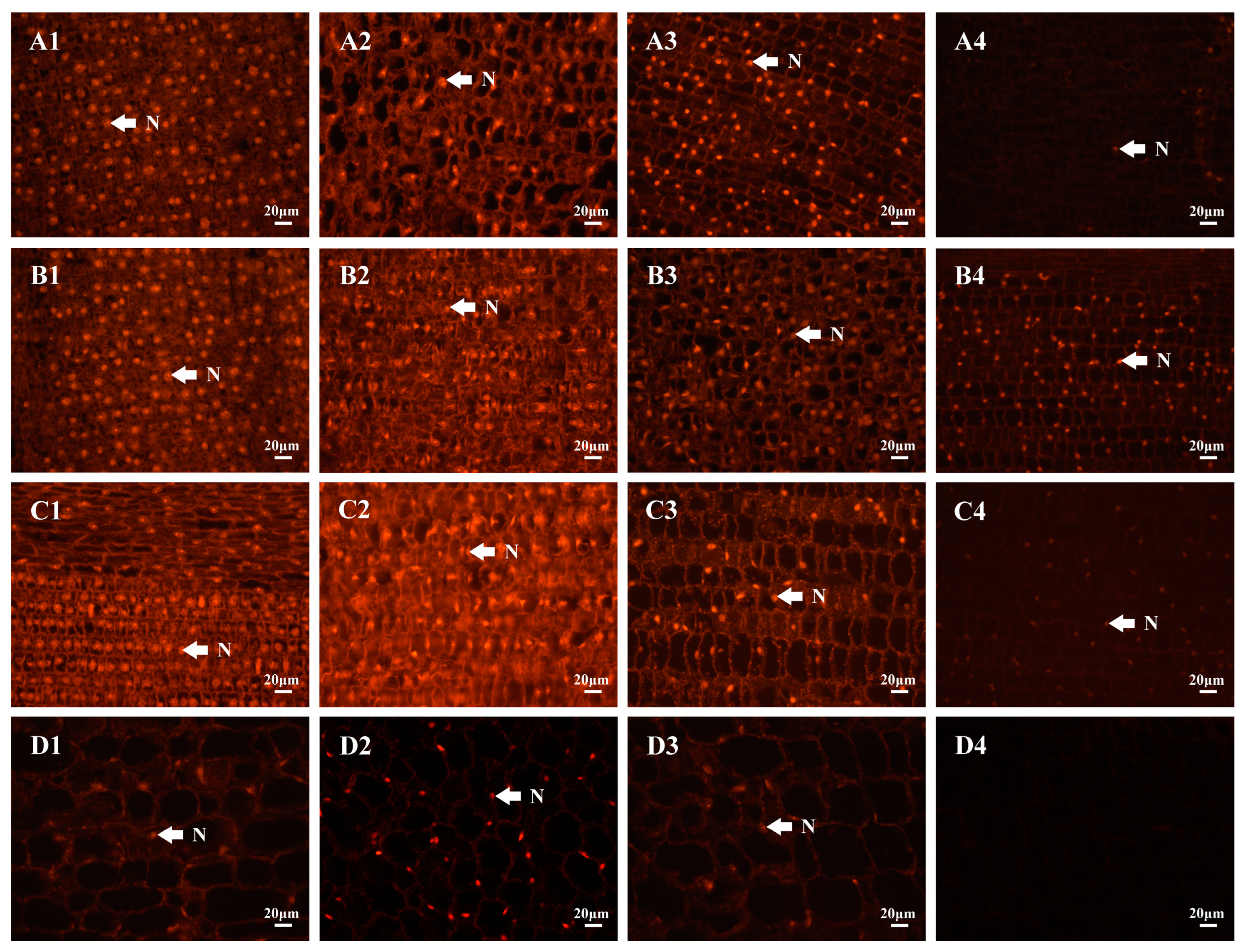 Plants 13 01969 g004