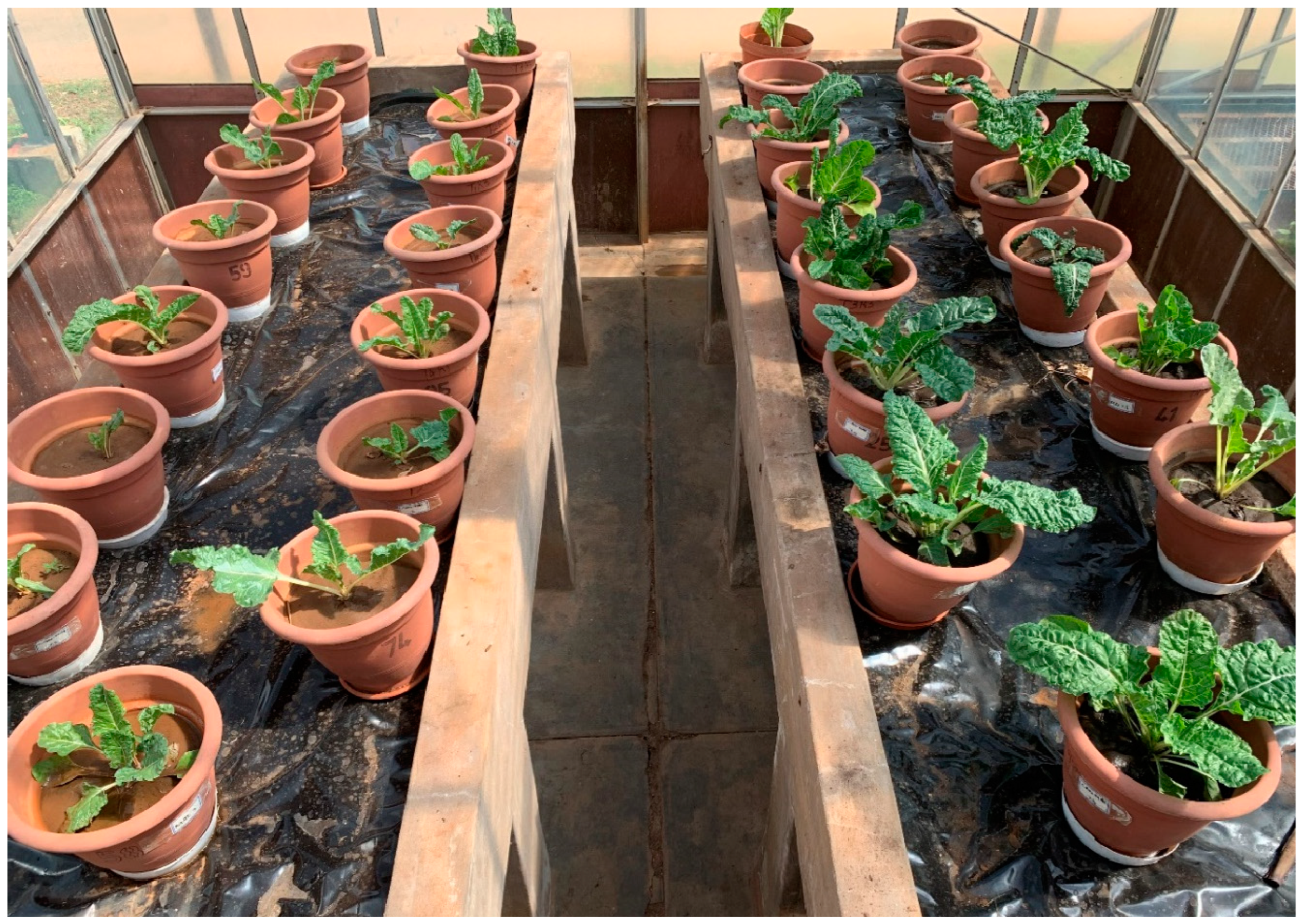 Plants 13 01974 g005