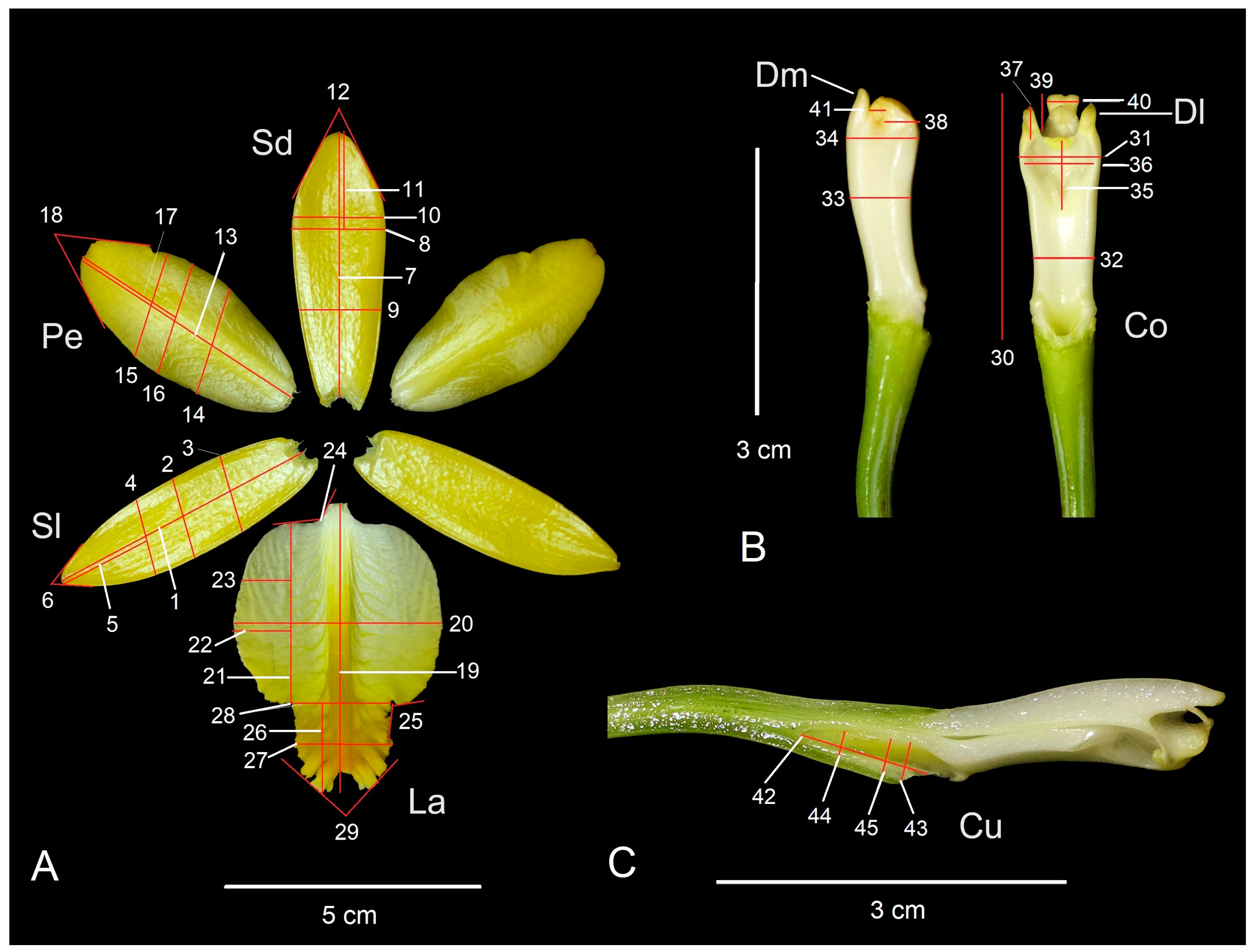 Plants 13 01984 g006