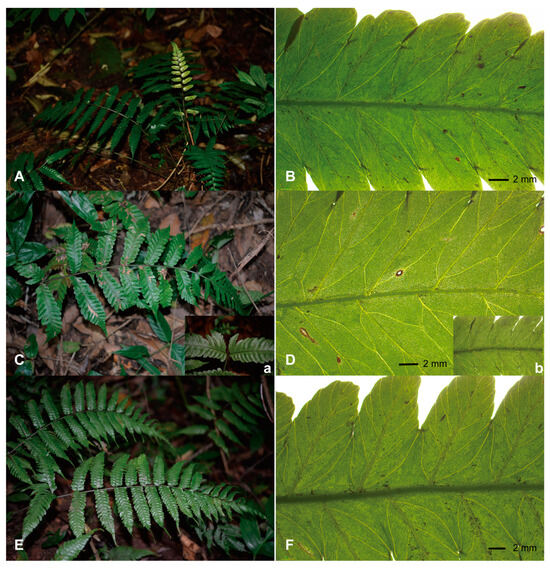 Comprehensive Transcriptome Analysis of Follicles from Two
