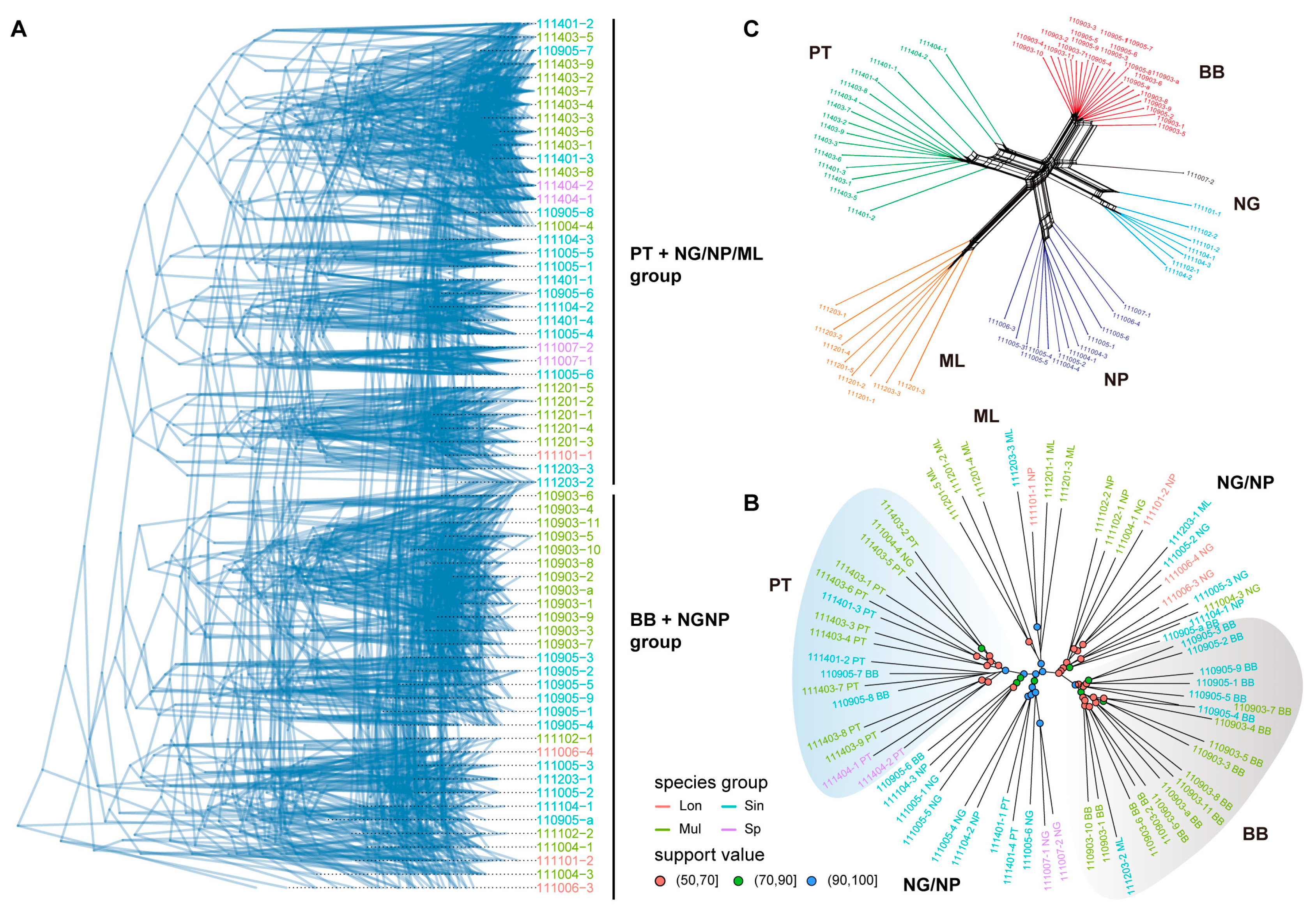Relationships within Bolbitis sinensis Species Complex Using