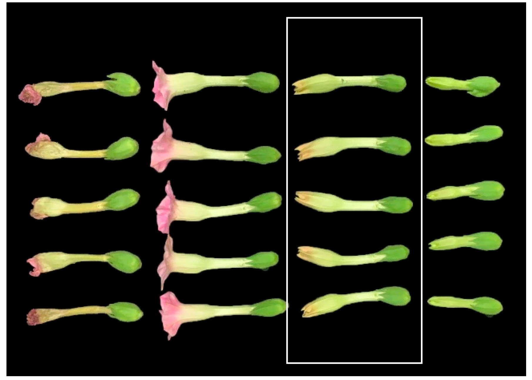 Plants 13 01997 g006