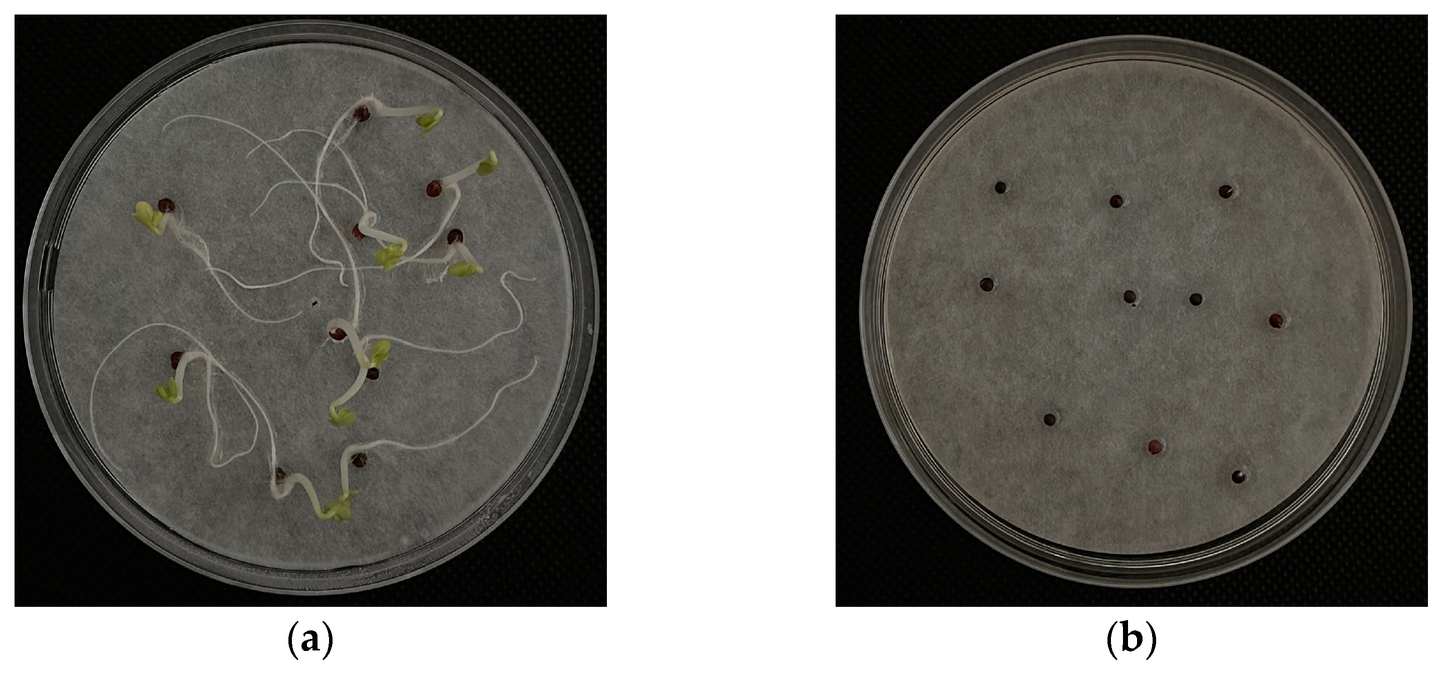 Plants 13 02000 g001