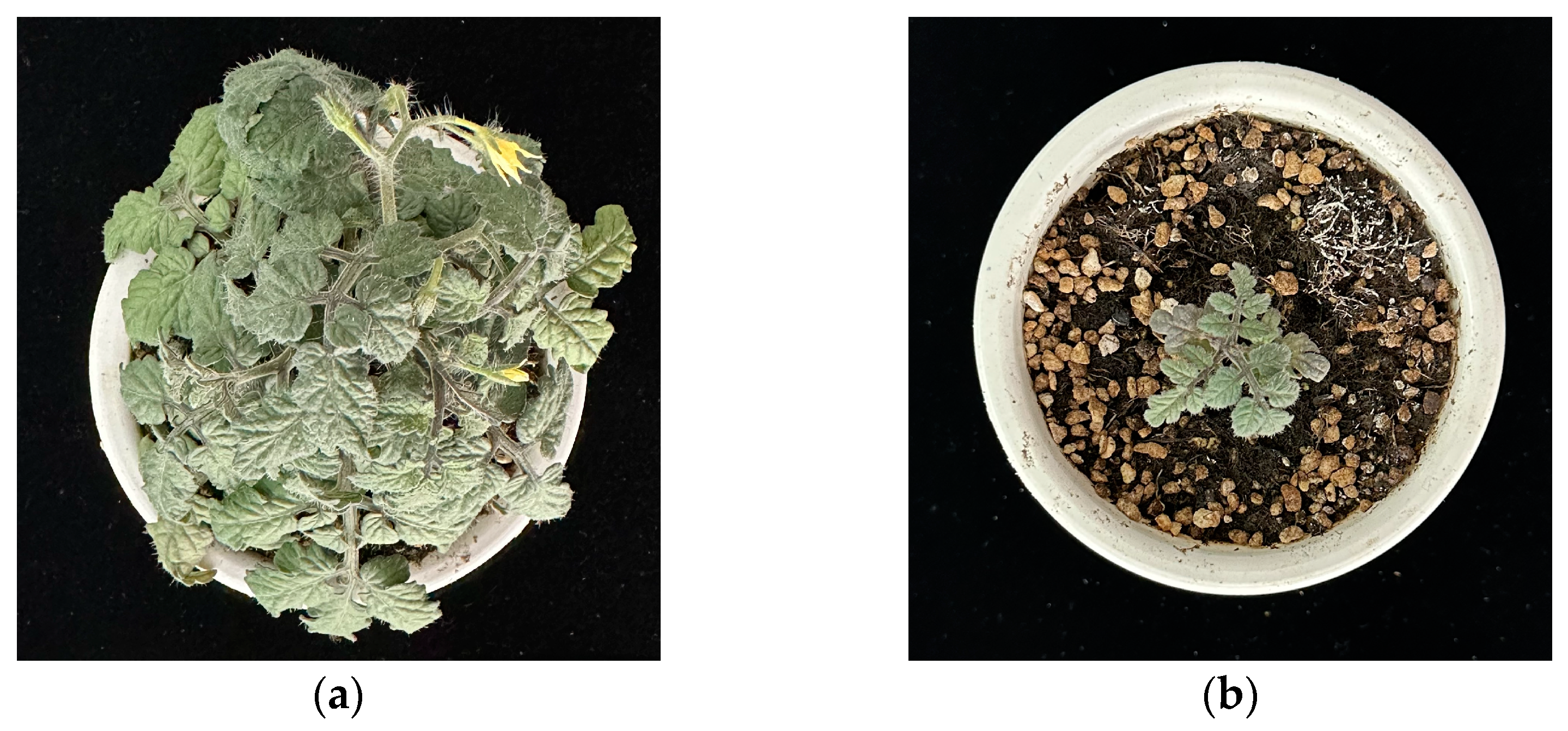 Plants 13 02000 g002