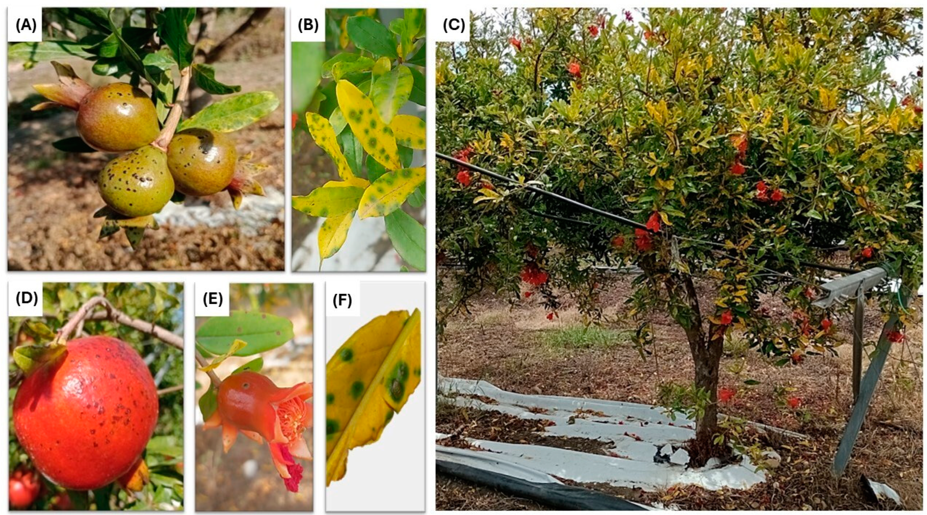 Plants 13 02007 g001