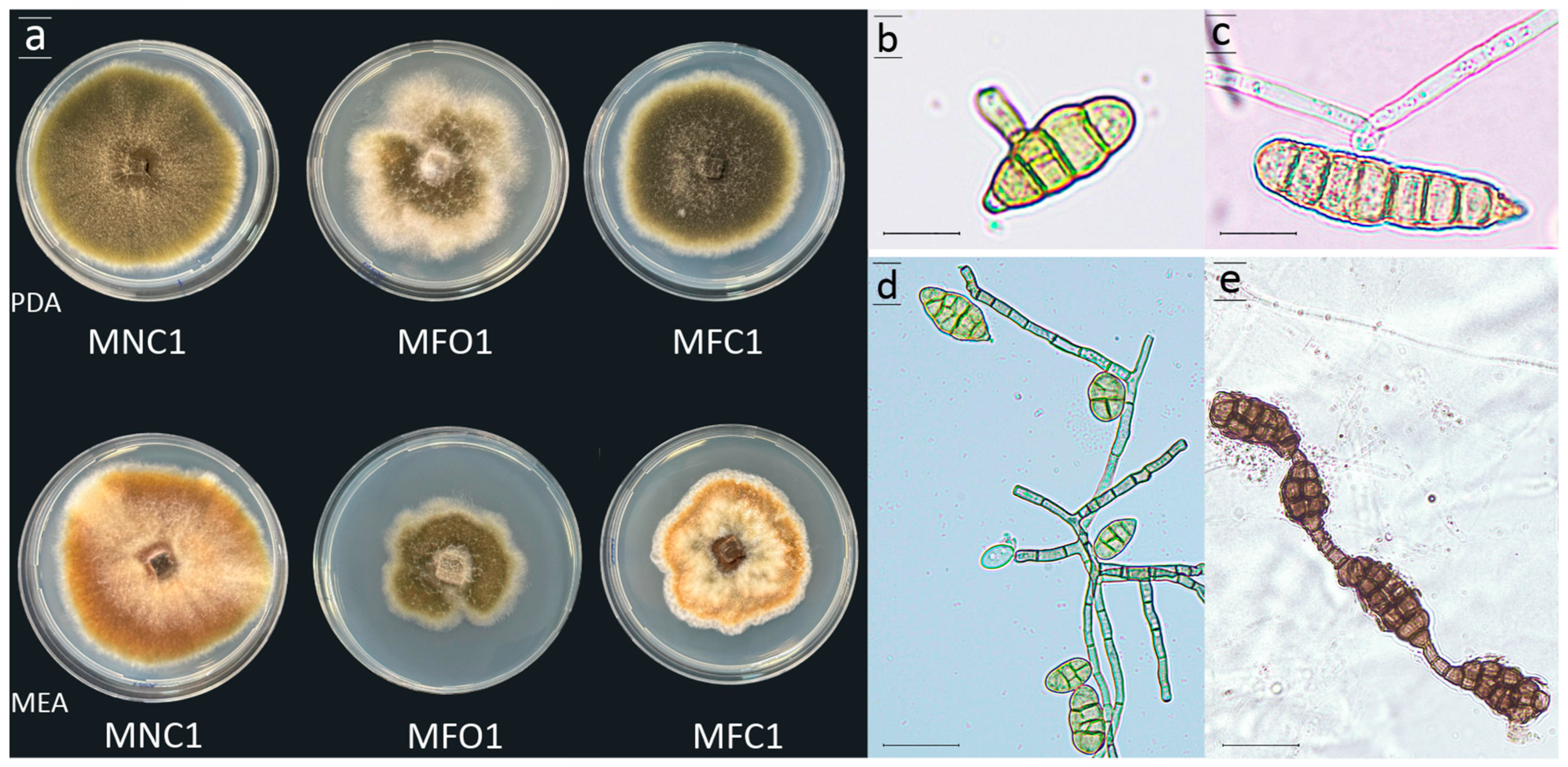 Plants 13 02007 g002