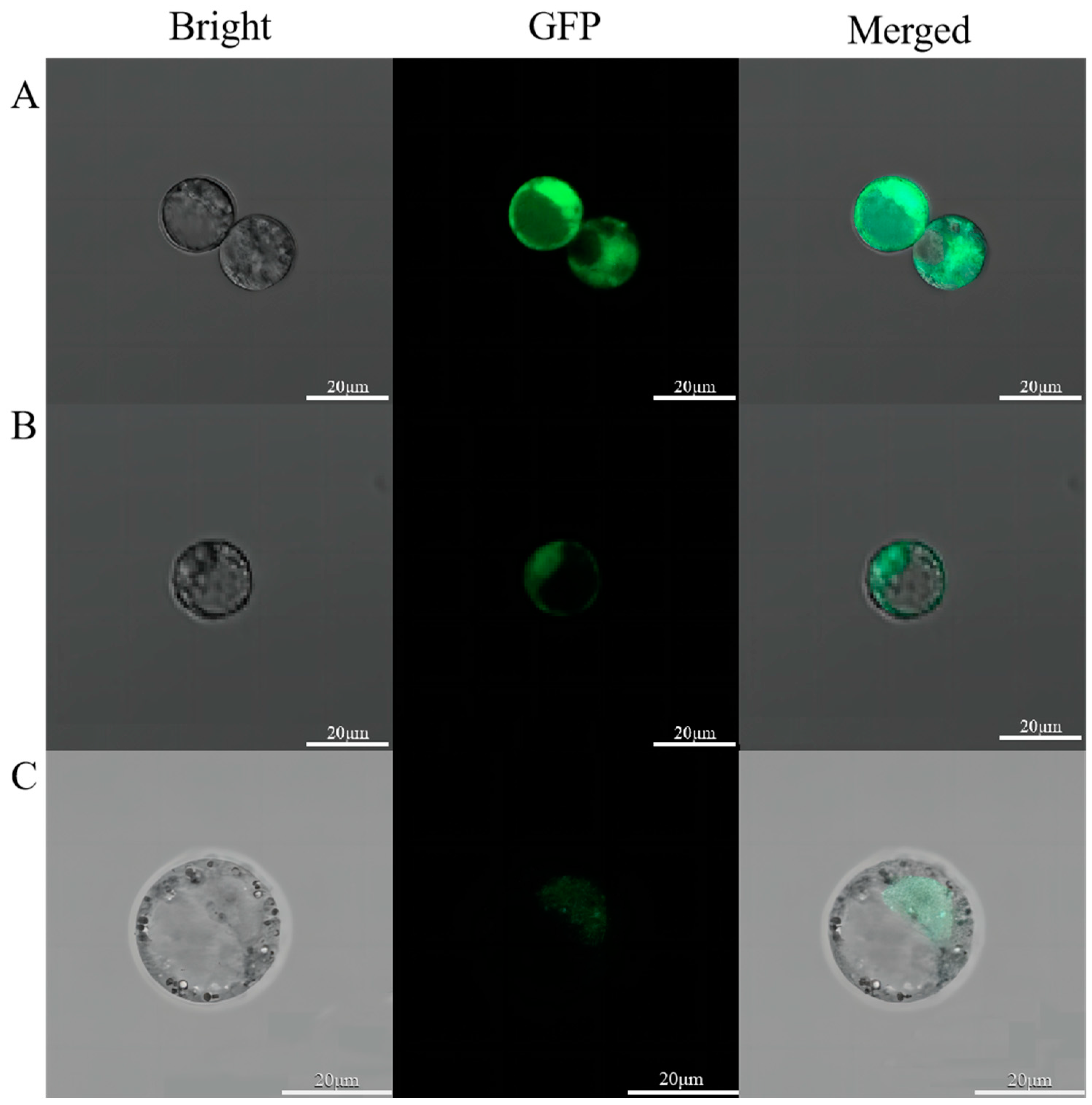 Plants 13 02009 g008