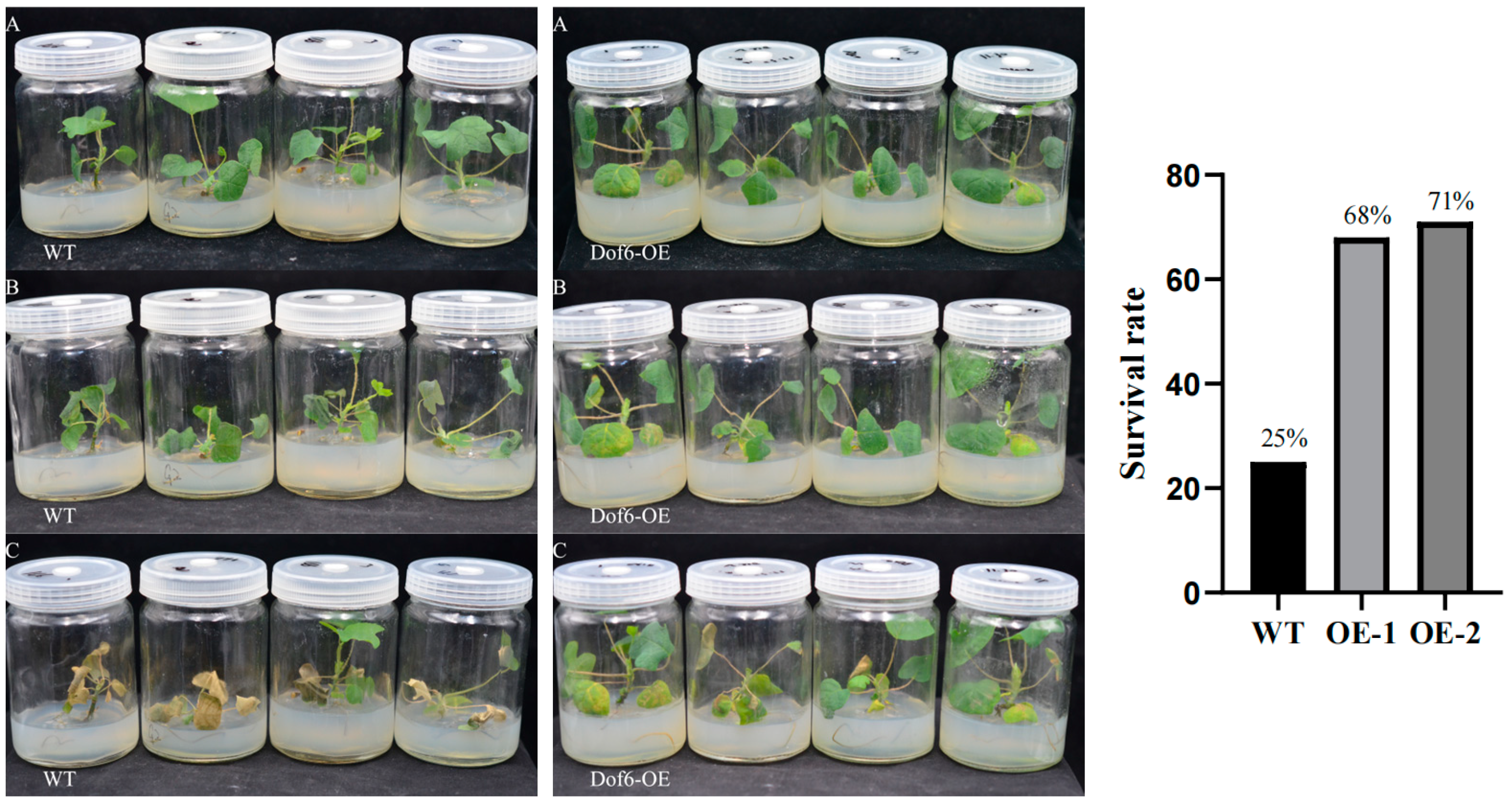 Plants 13 02009 g010