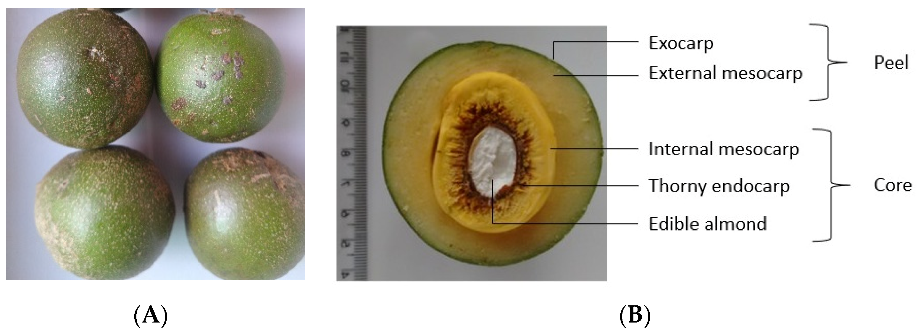 Plants 13 02016 g001