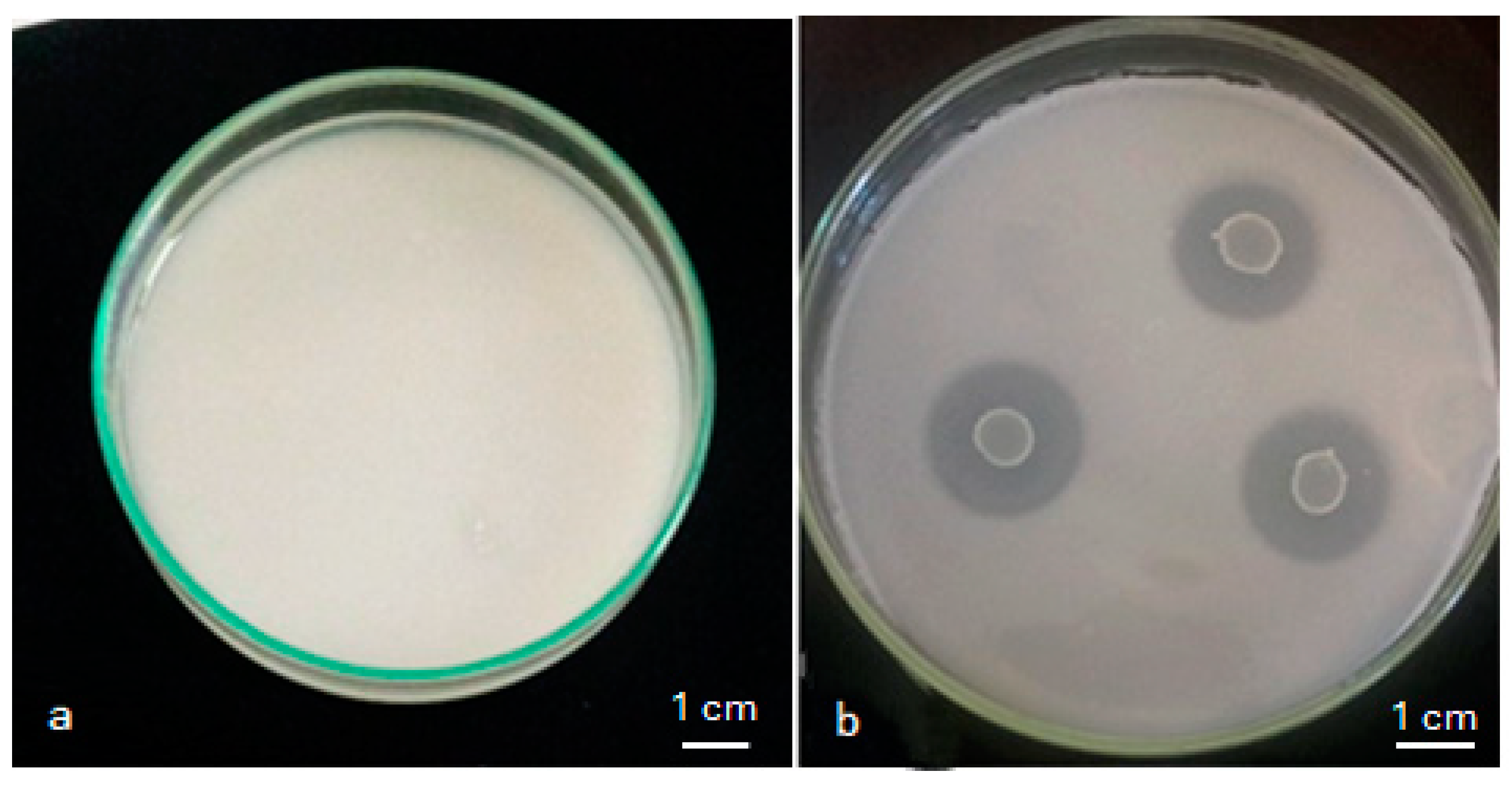 Plants 13 02025 g001 Plants 13 02025 g001