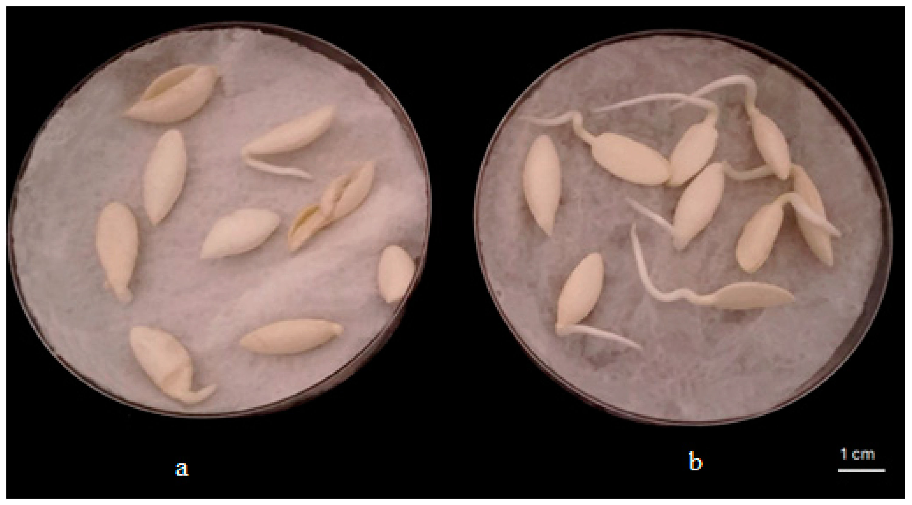 Plants 13 02025 g006 Plants 13 02025 g006