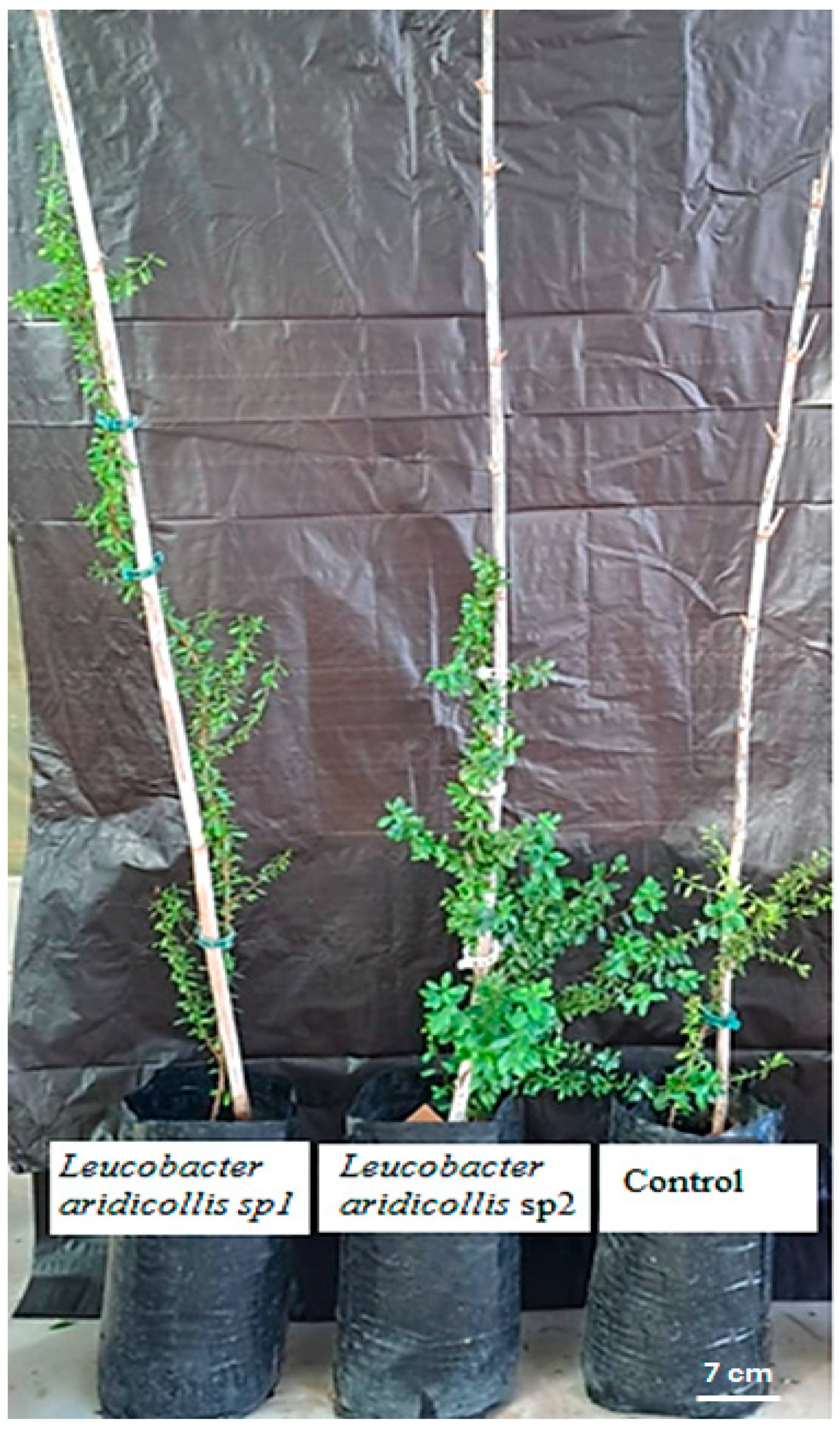 Plants 13 02025 g008 Plants 13 02025 g008