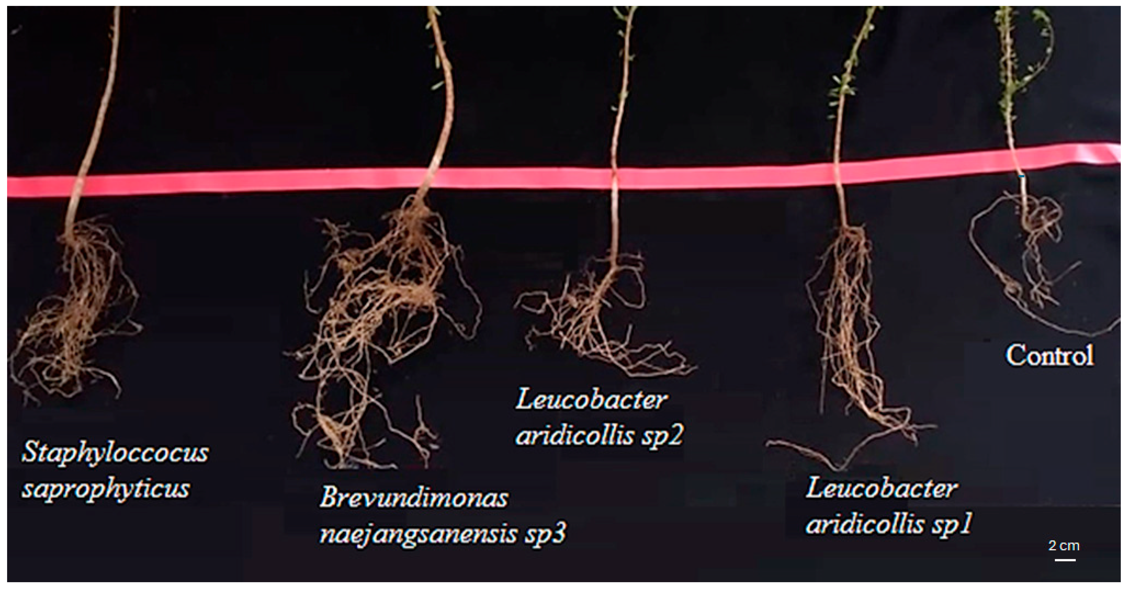 Plants 13 02025 g011 Plants 13 02025 g011
