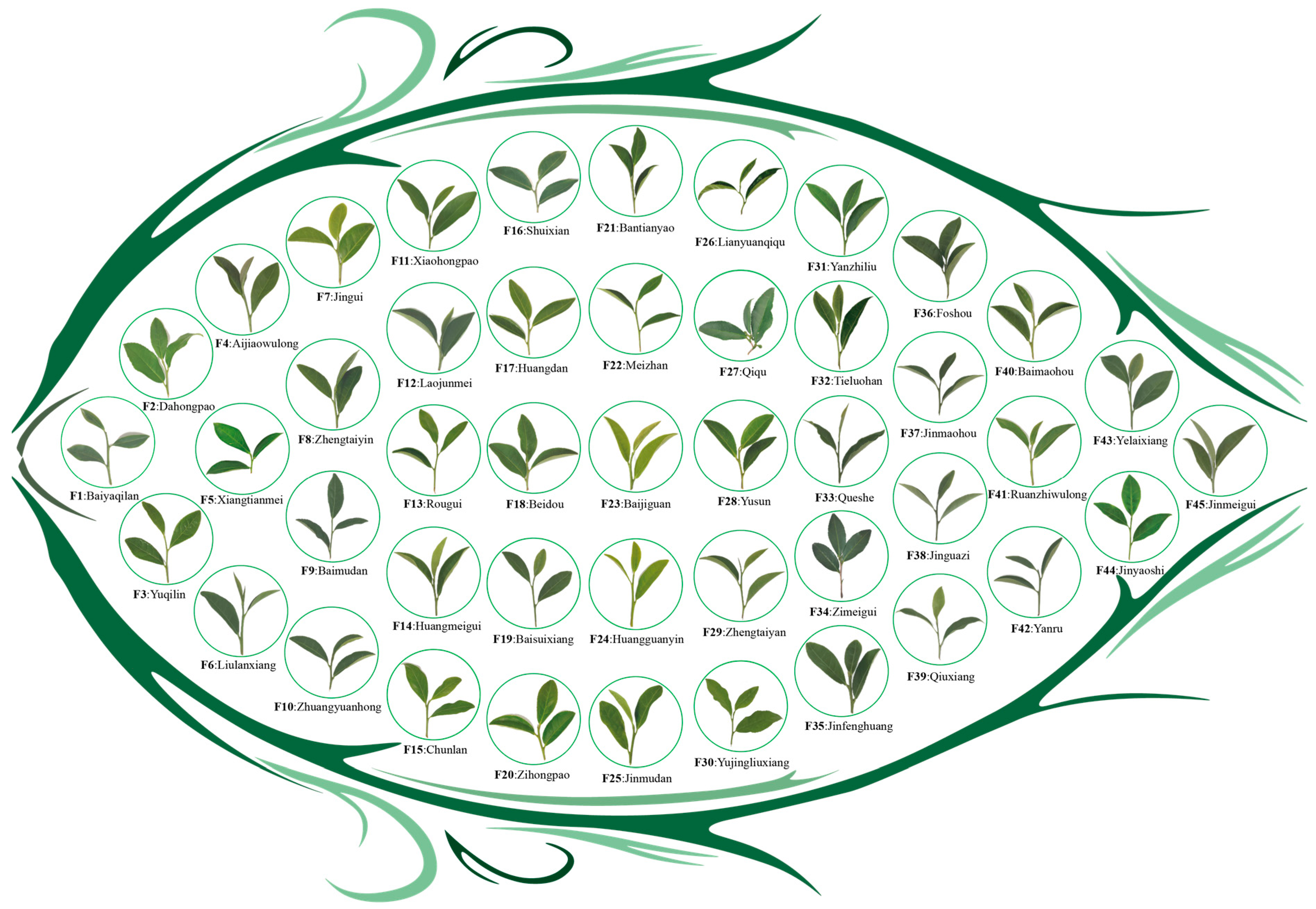 Plants 13 02029 g008