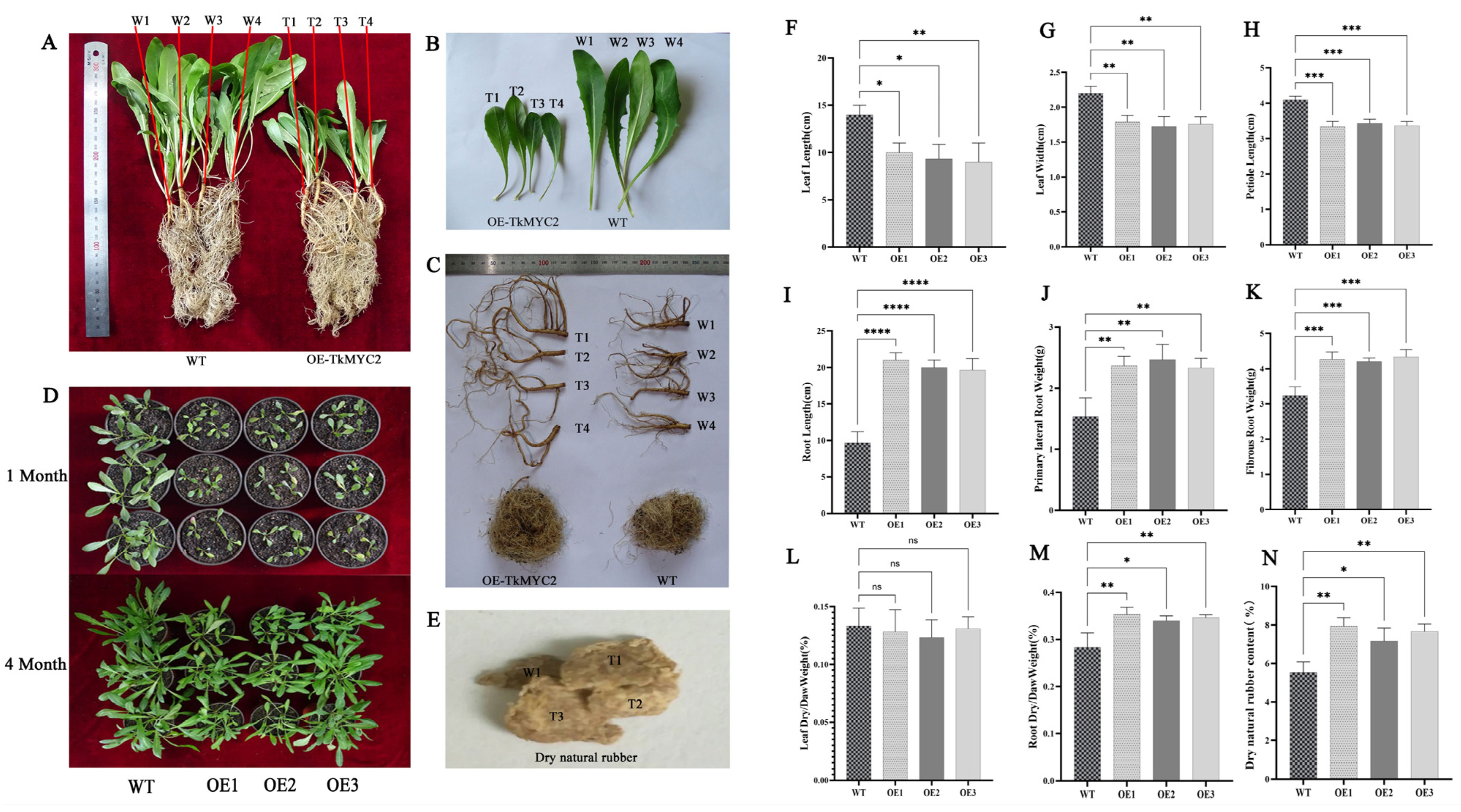 Plants 13 02034 g007