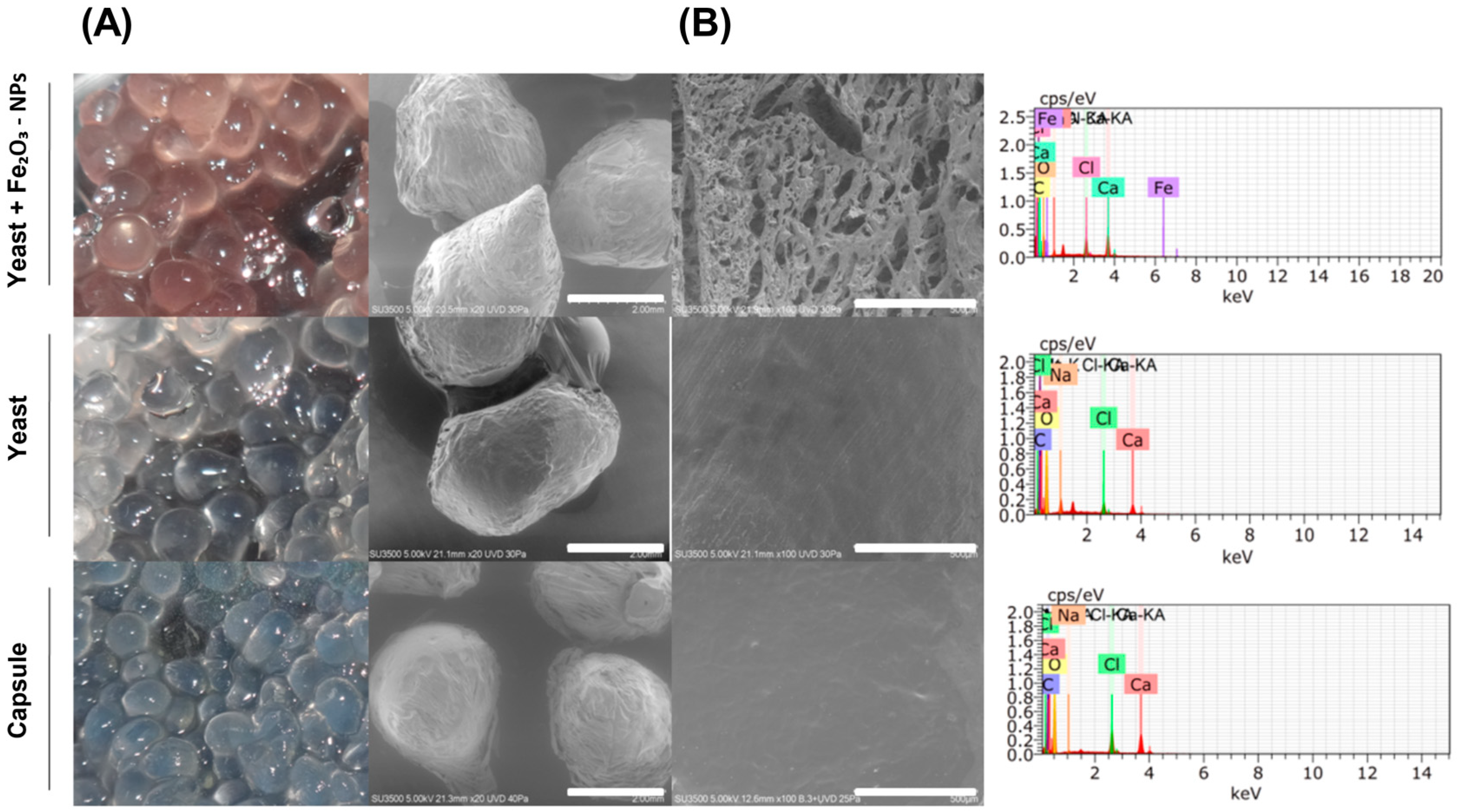 Plants 13 02042 g001