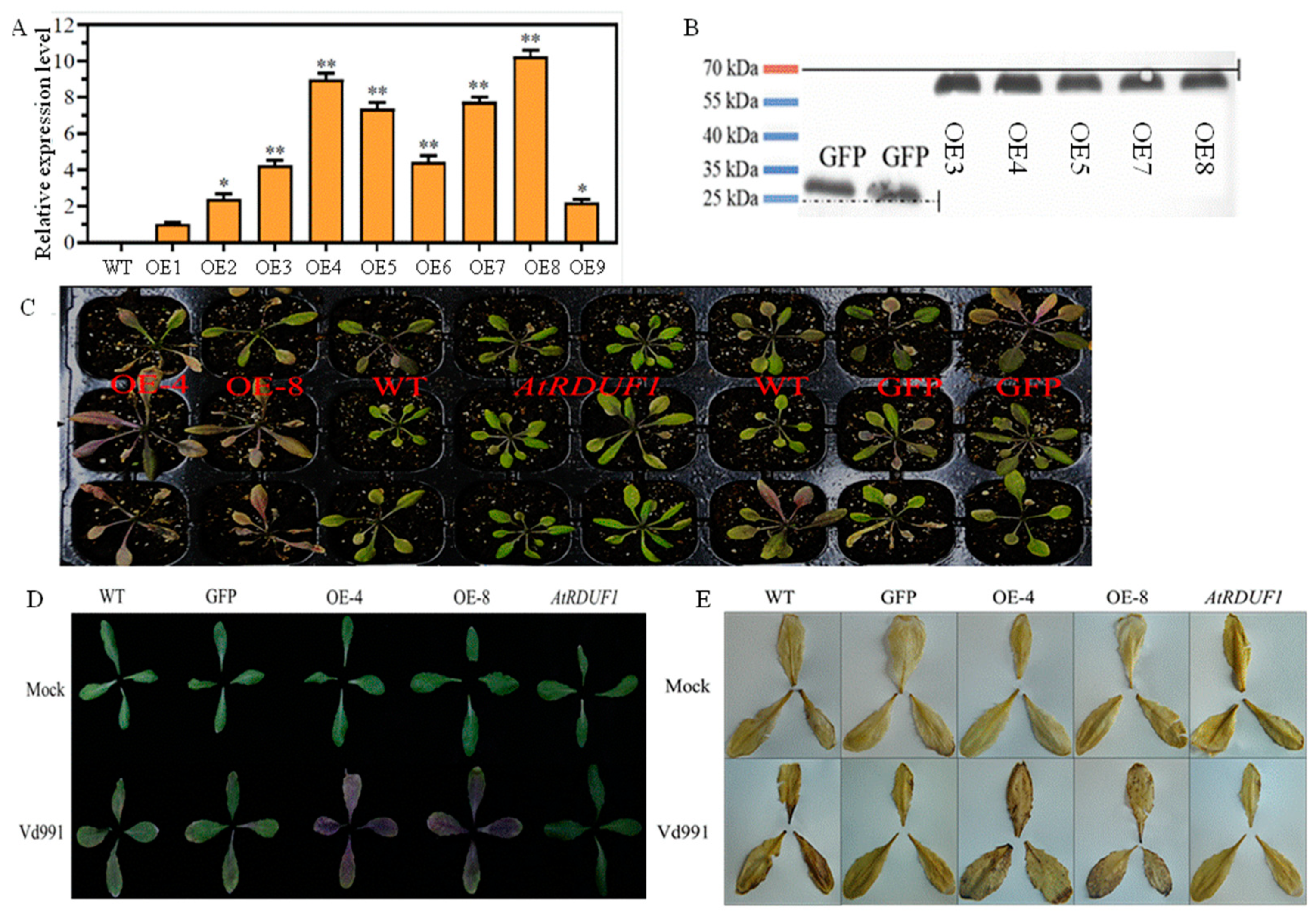 Plants 13 02047 g003
