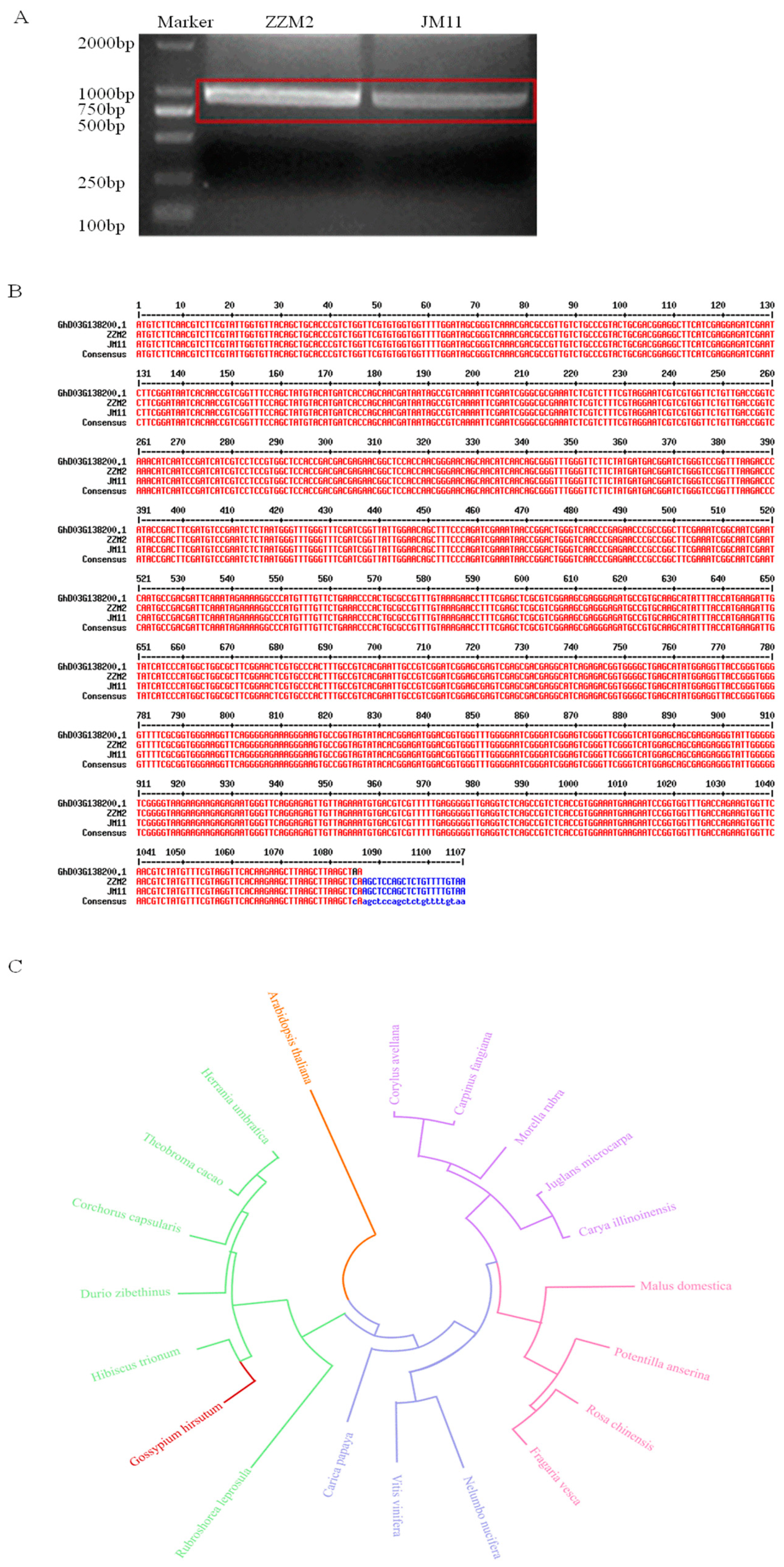 Plants 13 02047 g004