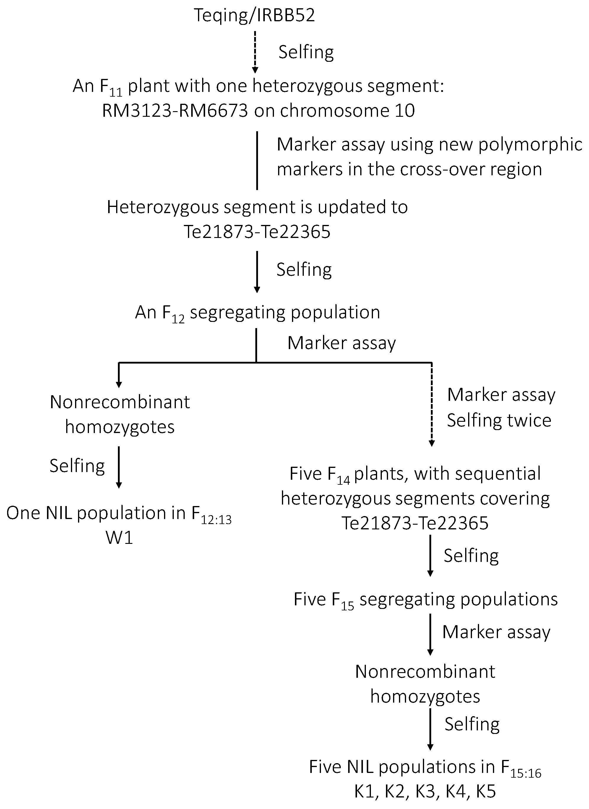 Plants 13 02054 g001