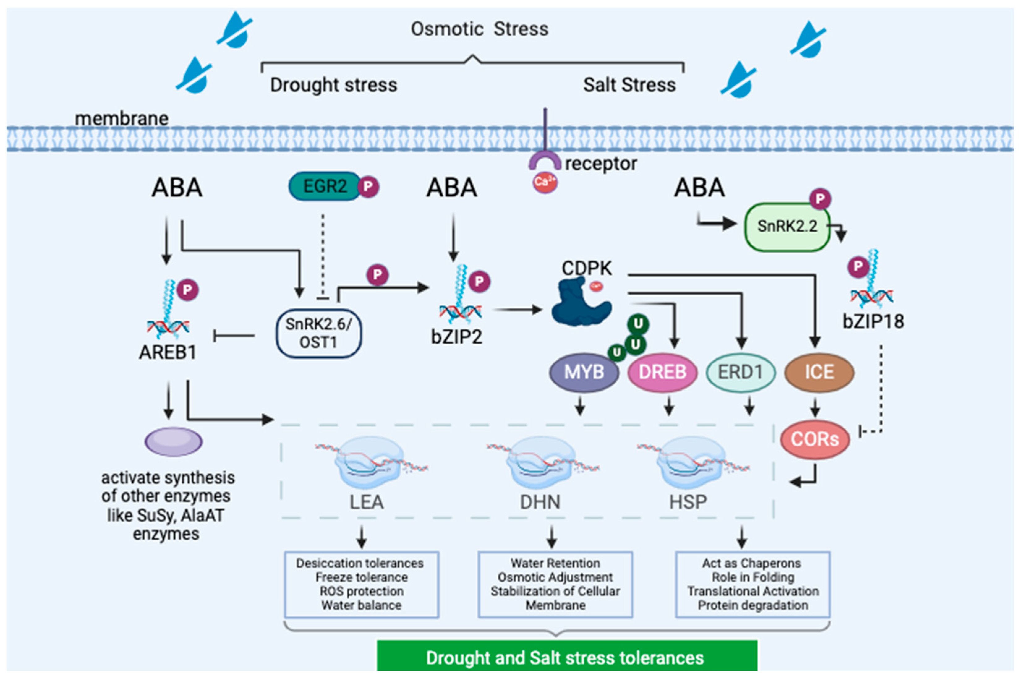 Plants 13 02058 g003