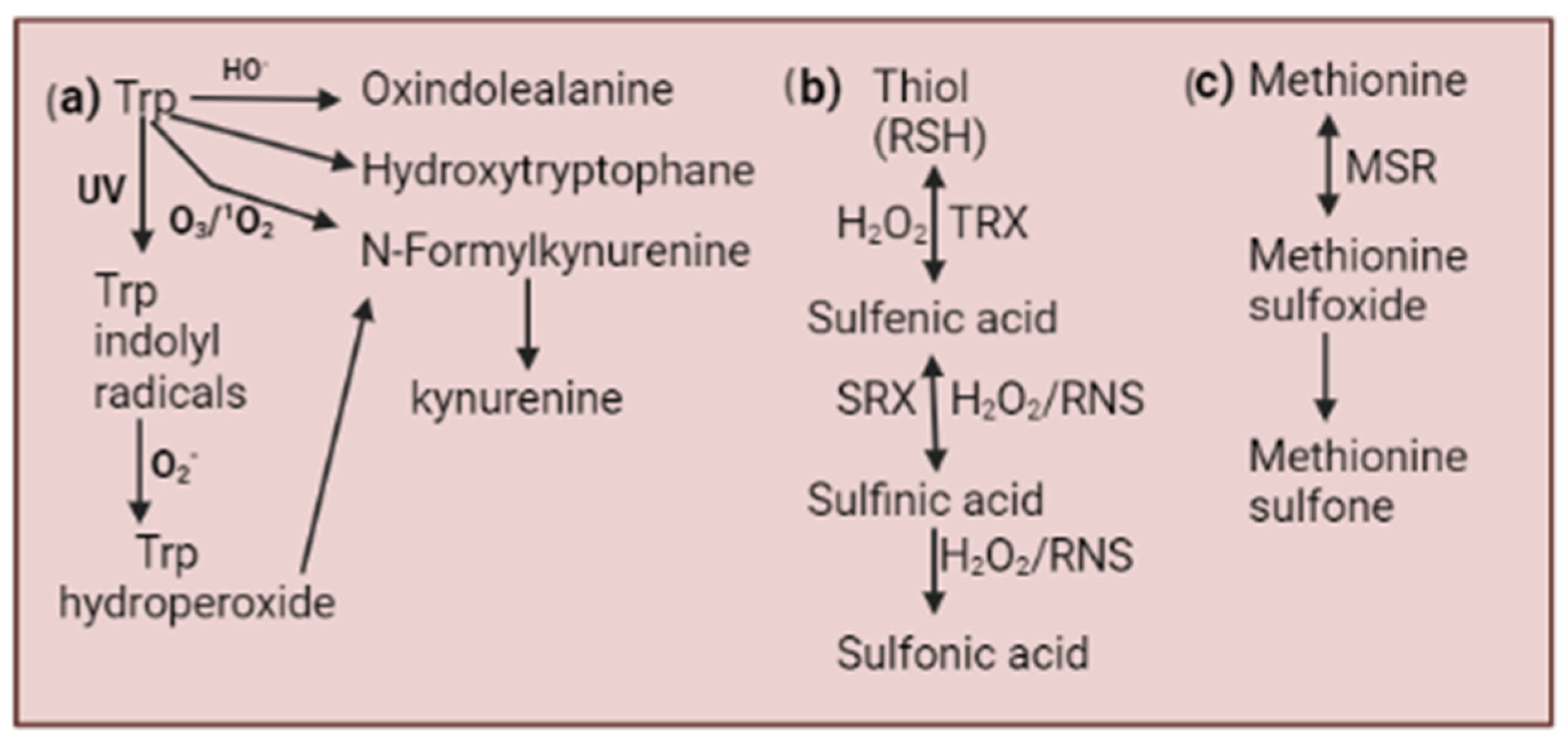 Plants 13 02071 g002 Plants 13 02071 g002