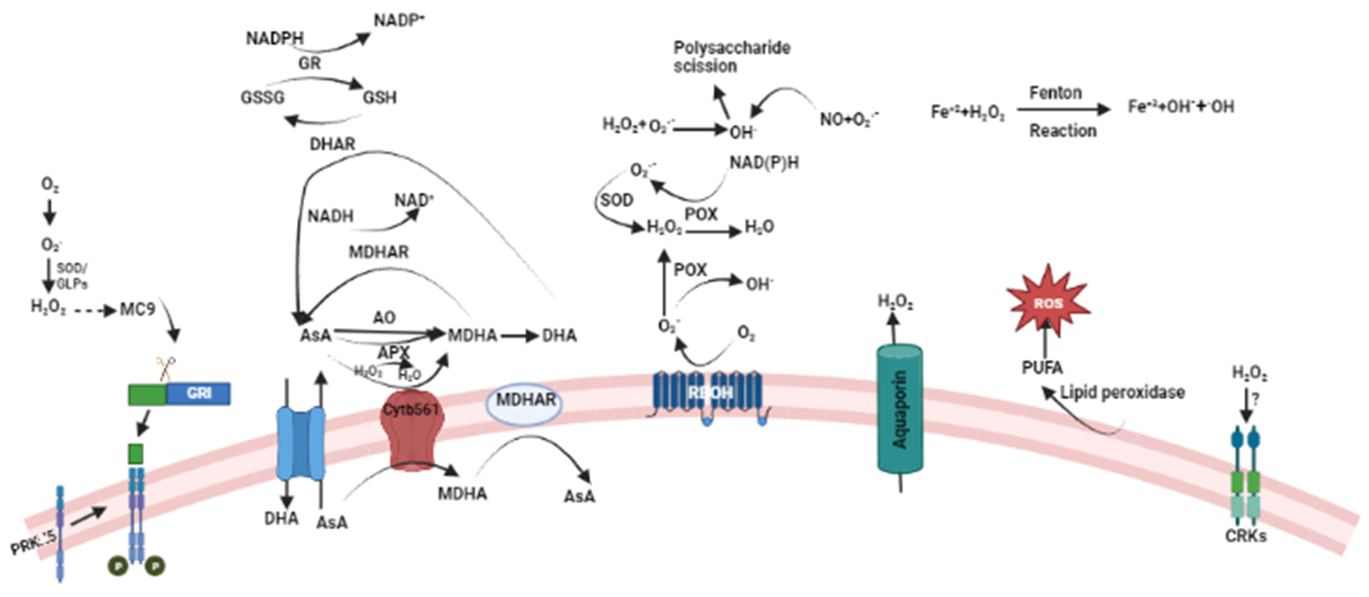 Plants 13 02071 g003 Plants 13 02071 g003