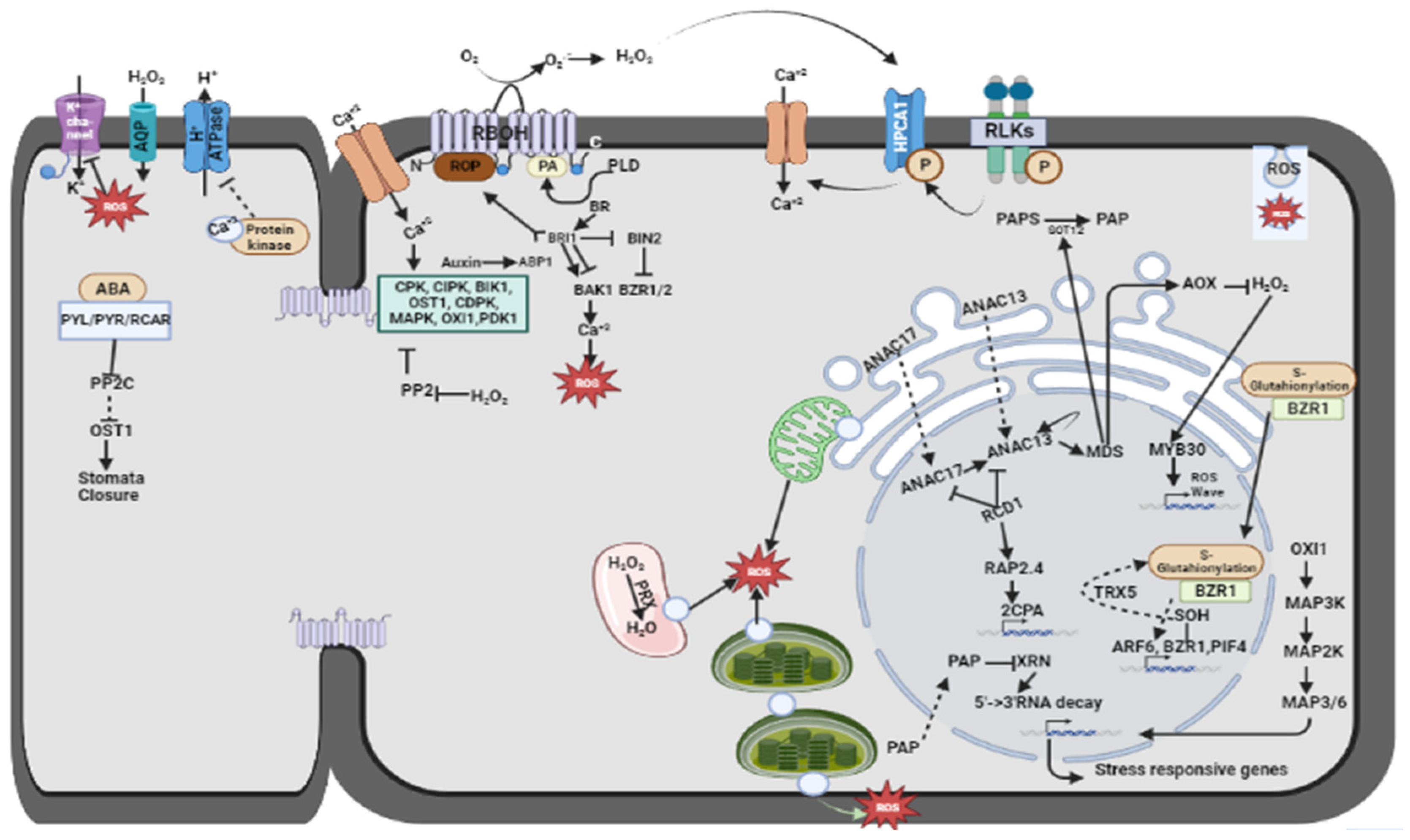 Plants 13 02071 g004 Plants 13 02071 g004