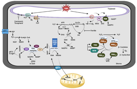 Functionality of Reactive Oxygen Species (ROS) in Plants: Toxicity and  Control in Poaceae Crops Exposed to Abiotic Stress