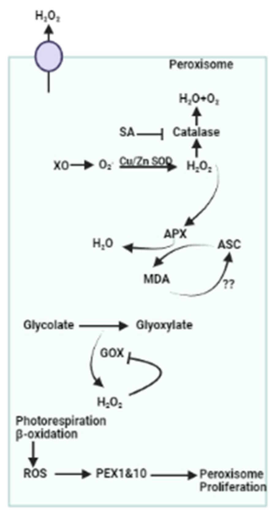 Plants 13 02071 g007 Plants 13 02071 g007