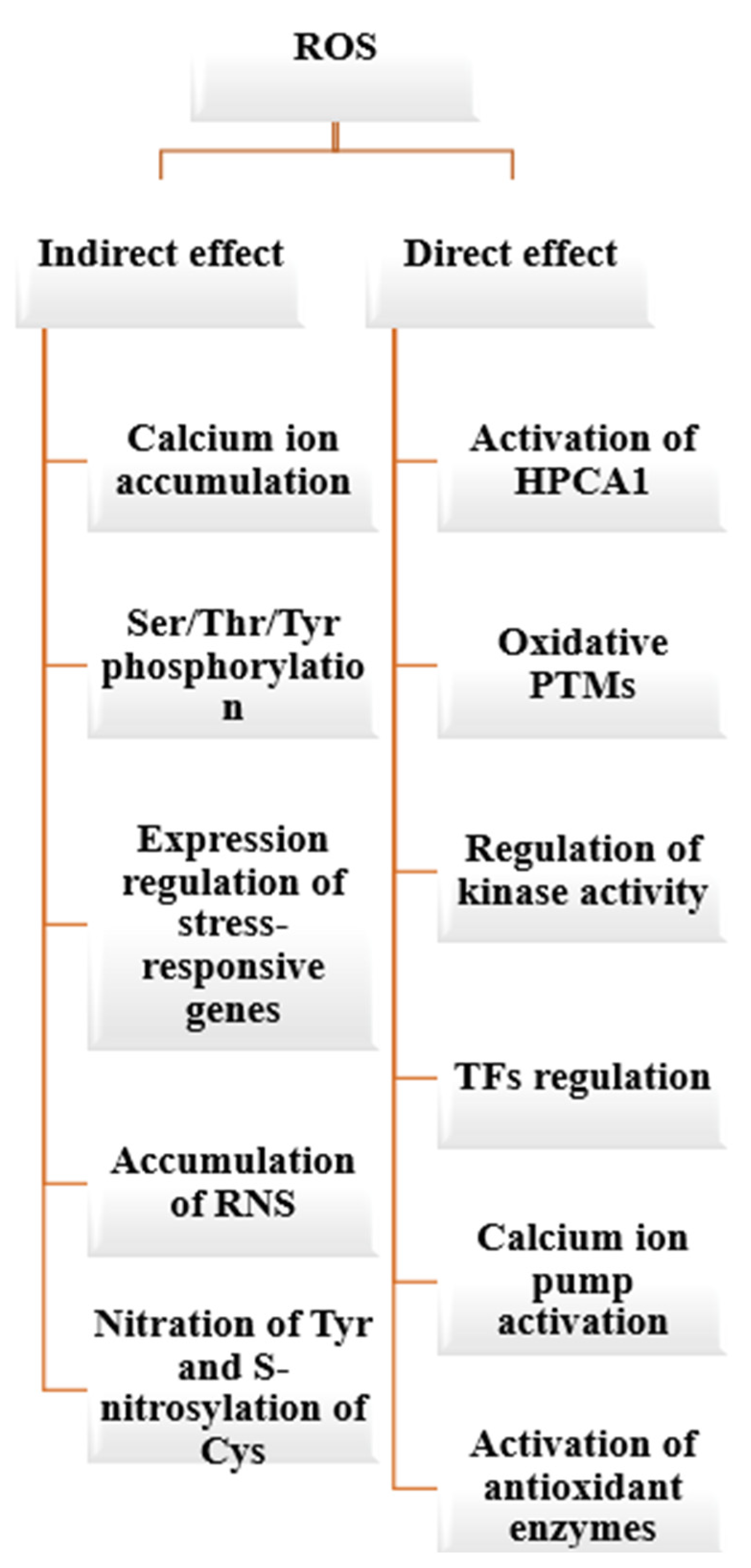 Plants 13 02071 g009 Plants 13 02071 g009