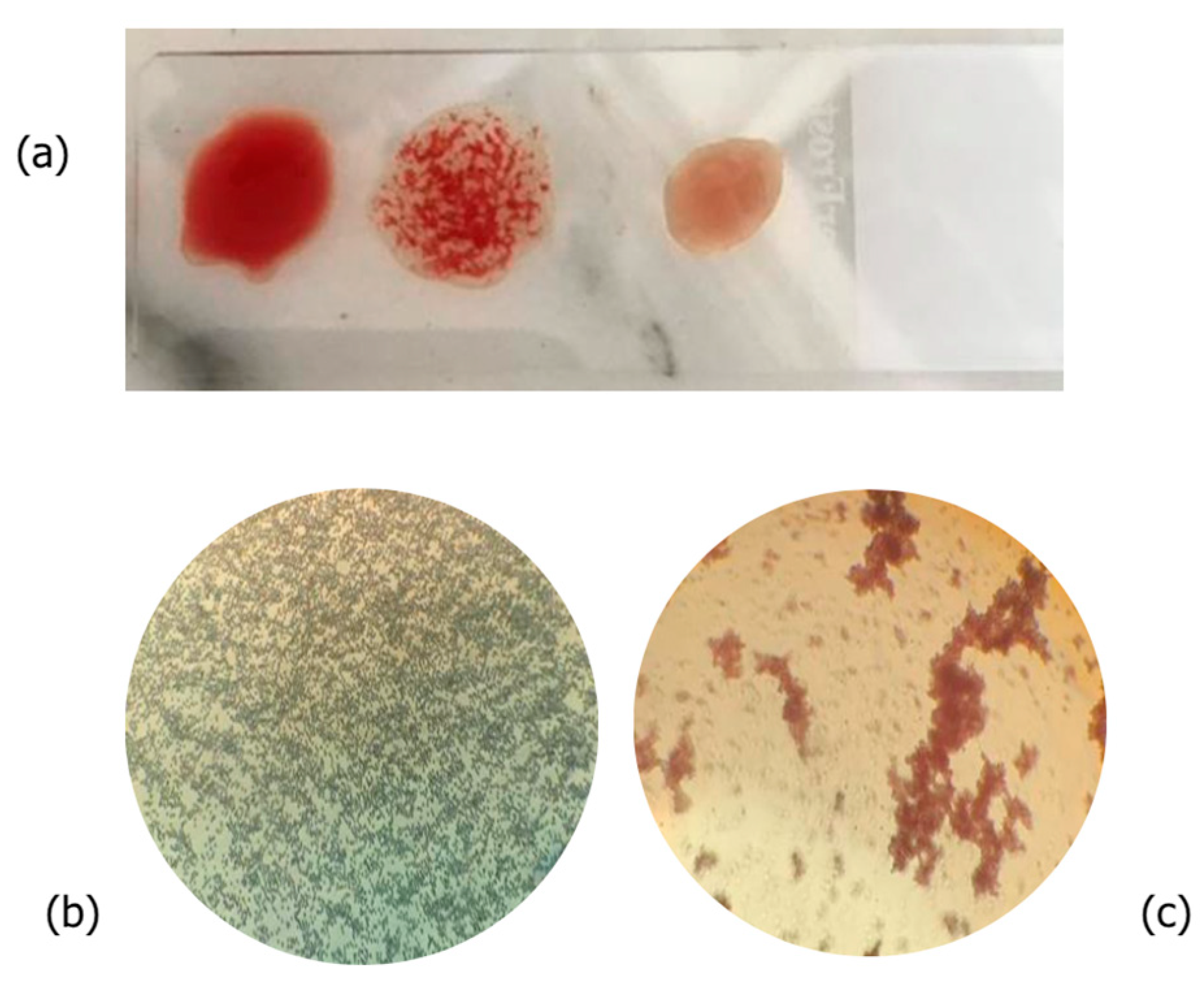 Plants 13 02074 g001