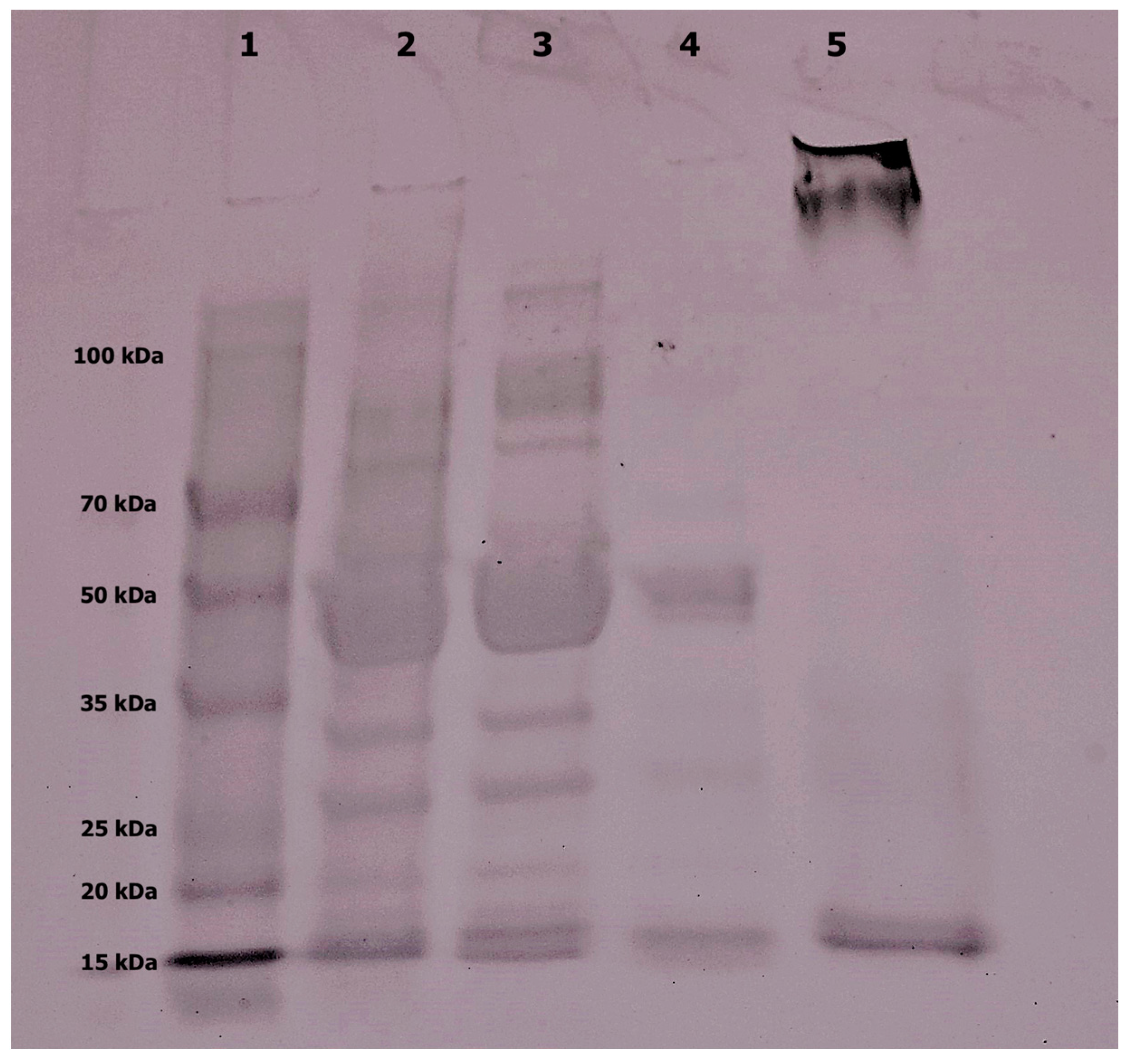 Plants 13 02074 g004