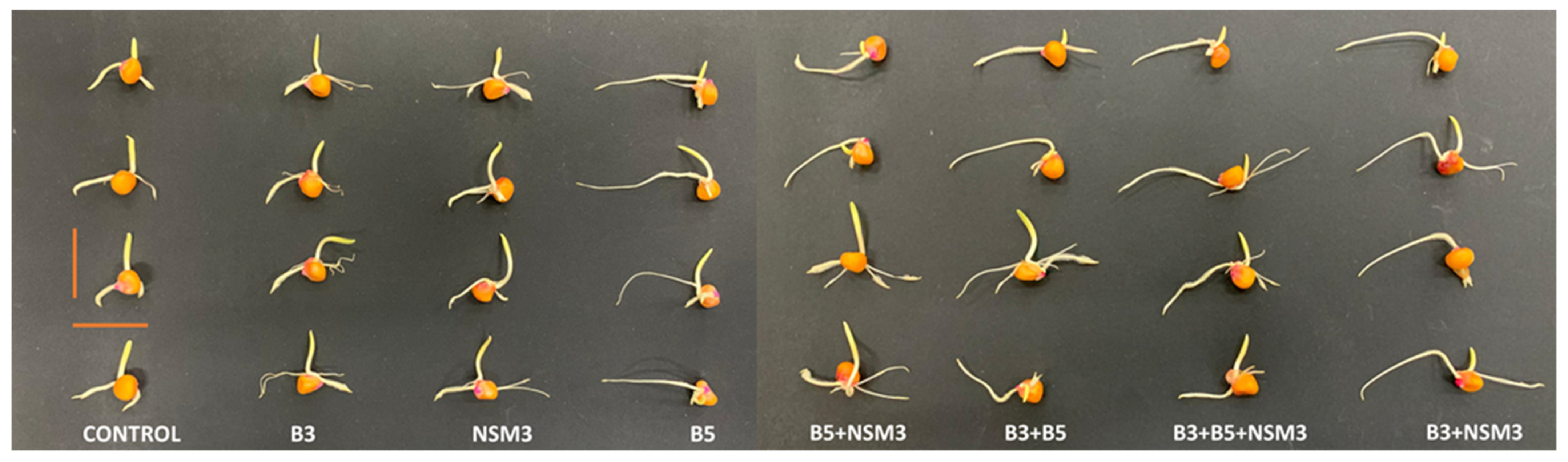 Plants 13 02075 g001